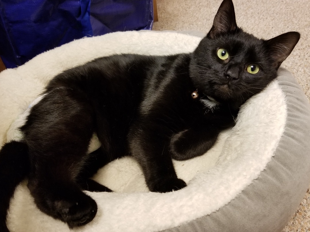 Pepper, a Adoptable Domestic Short Hair in Scranton, PA image 4/12