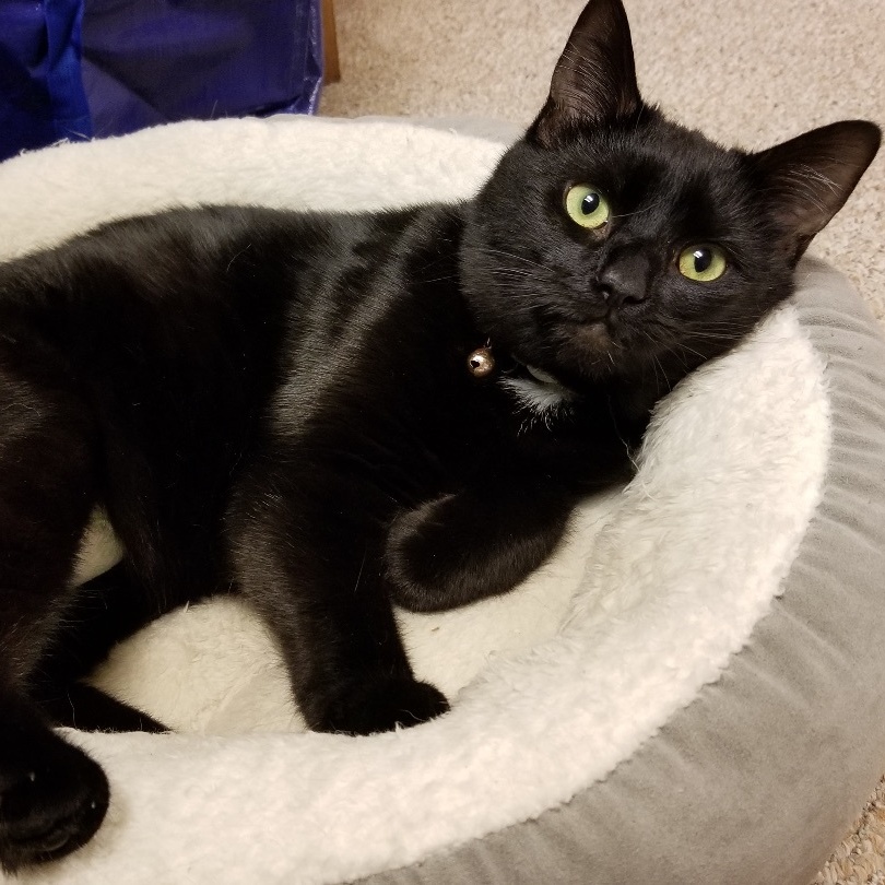 Enlarge Pepper, a Adoptable Domestic Short Hair in Scranton, PA image 5/6