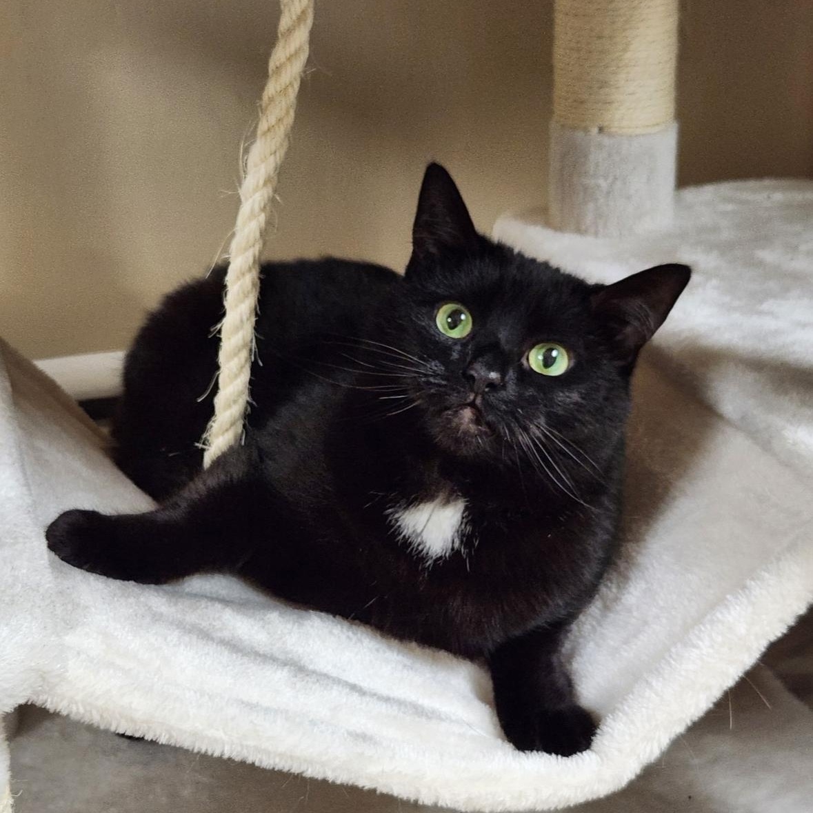 Enlarge Pepper, a Adoptable Domestic Short Hair in Scranton, PA image 1/6