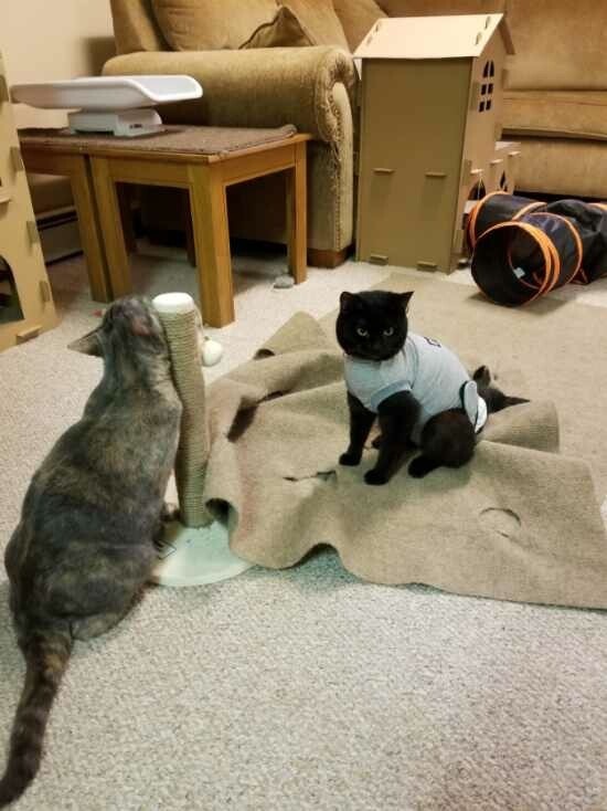 Pepper, a Adoptable Domestic Short Hair in Scranton, PA image 5/12