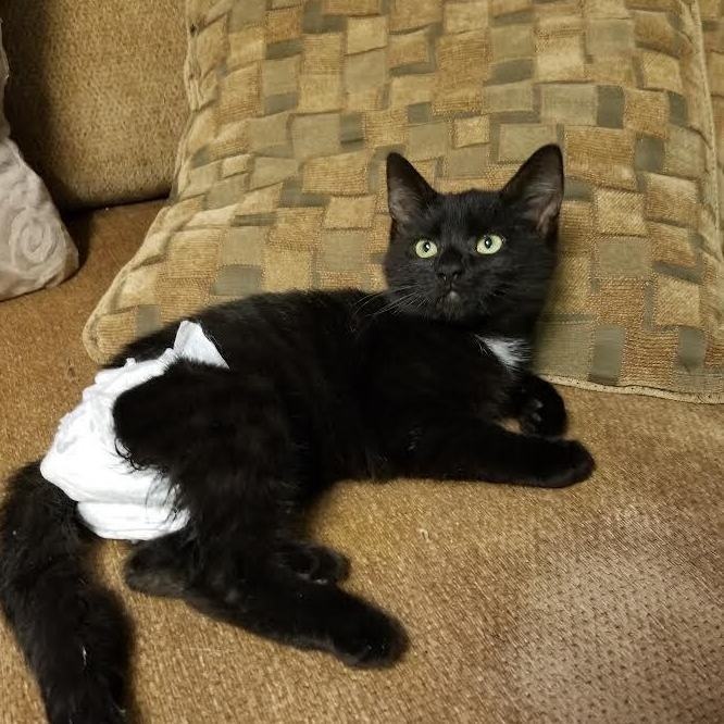 Enlarge Pepper, a Adoptable Domestic Short Hair in Scranton, PA image 6/6