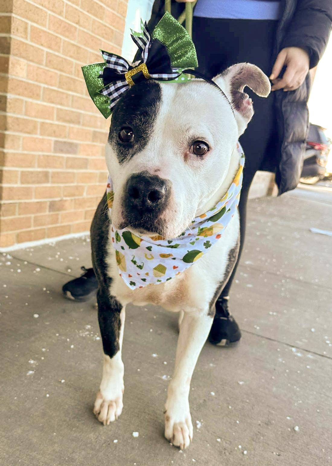 THATCHER- Needs a foster/forever home!, a Adoptable mixed breed in Birmingham, MI image 4/6