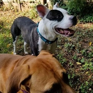THATCHER- Needs a foster/forever home! photo 2
