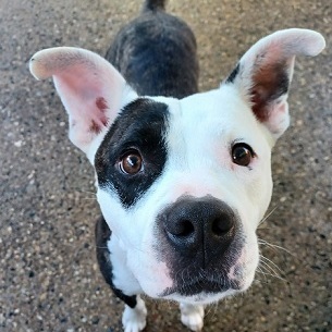 THATCHER- Needs a foster/forever home!, an adoptable American Bulldog in Birmingham, MI, 48012 | Photo Image 1