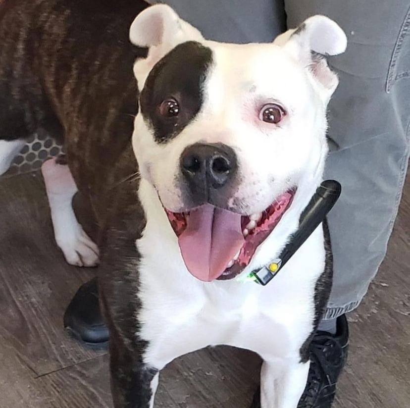 THATCHER- Needs a foster/forever home! photo 3