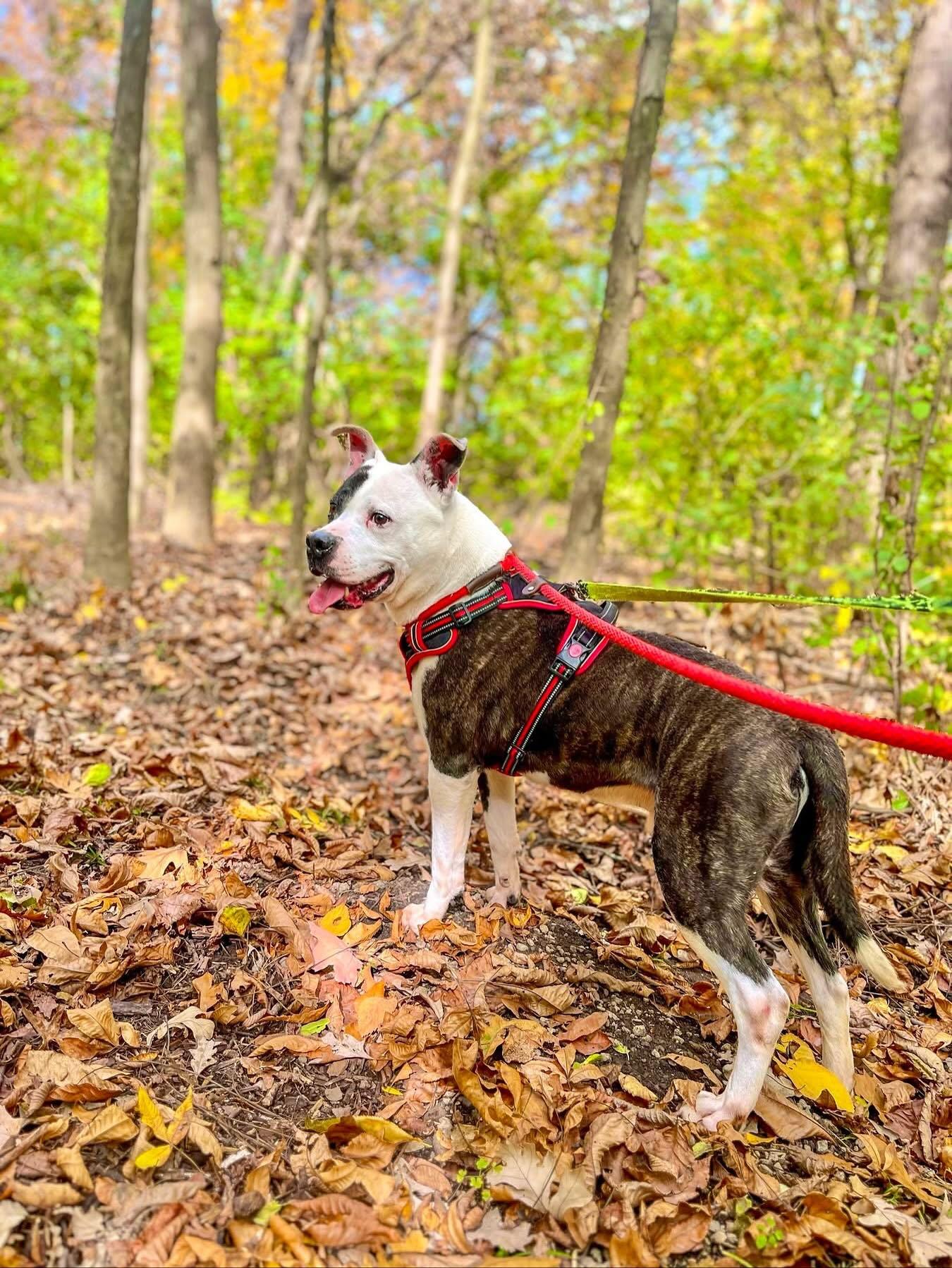 THATCHER- Needs a foster/forever home!, an adoptable American Bulldog in Birmingham, MI, 48012 | Photo Image 4