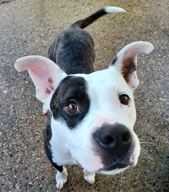 THATCHER- Needs a foster/forever home! photo 4
