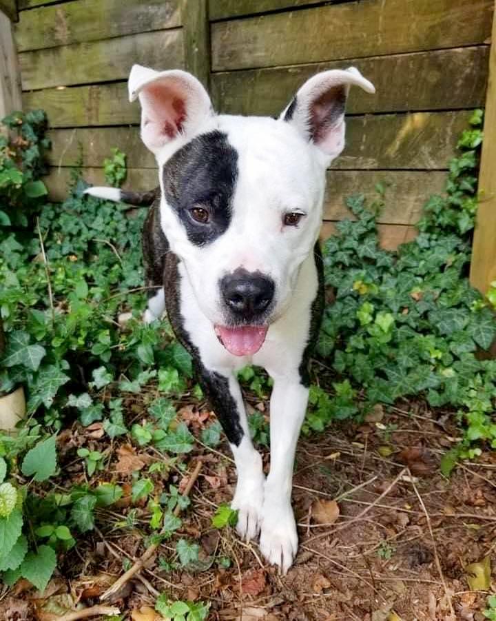 THATCHER- Needs a foster/forever home!, an adoptable American Bulldog in Birmingham, MI, 48012 | Photo Image 3