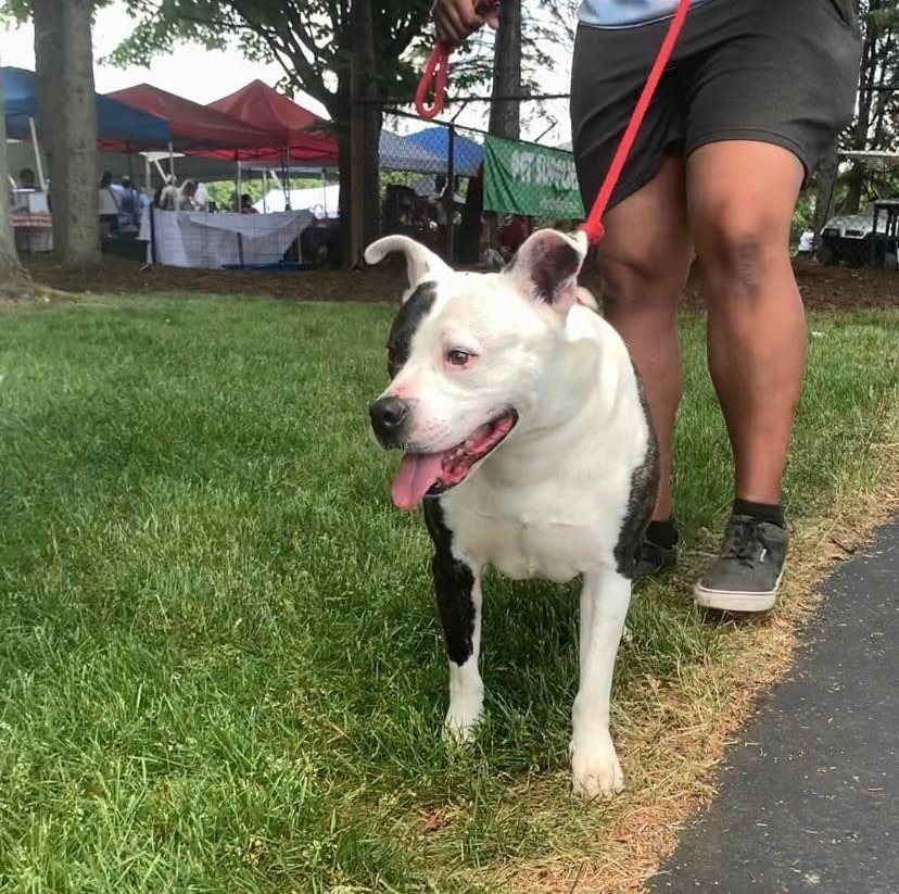 THATCHER- Needs a foster/forever home! photo 5