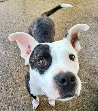 THATCHER- Needs a foster/forever home!, an adoptable American Bulldog in Birmingham, MI, 48012 | Photo Image 2