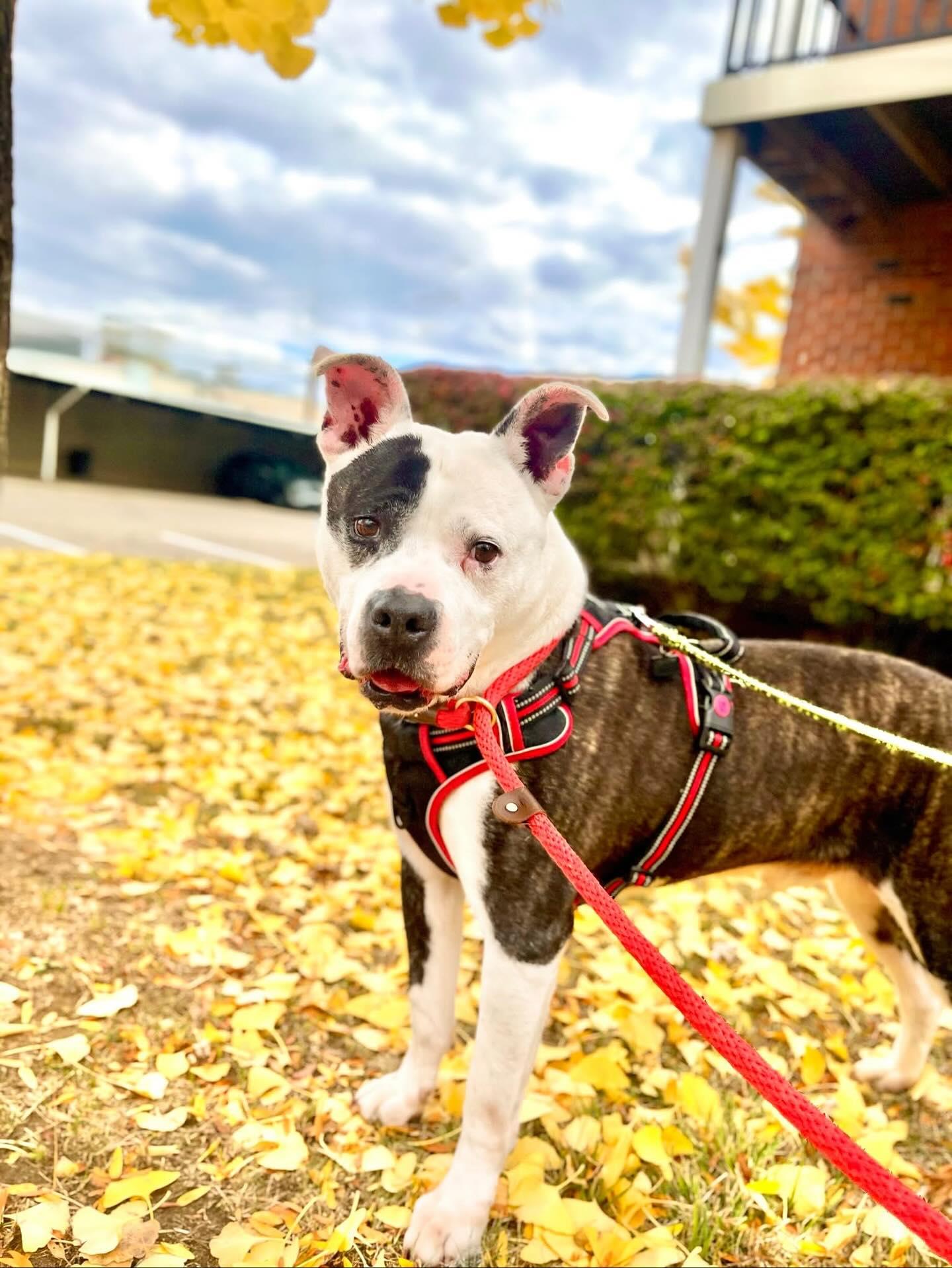 THATCHER- Needs a foster/forever home!, a Adoptable mixed breed in Birmingham, MI image 1/6