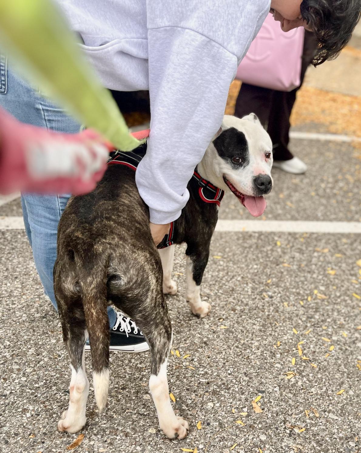 THATCHER- Needs a foster/forever home!, a Adoptable mixed breed in Birmingham, MI image 3/6