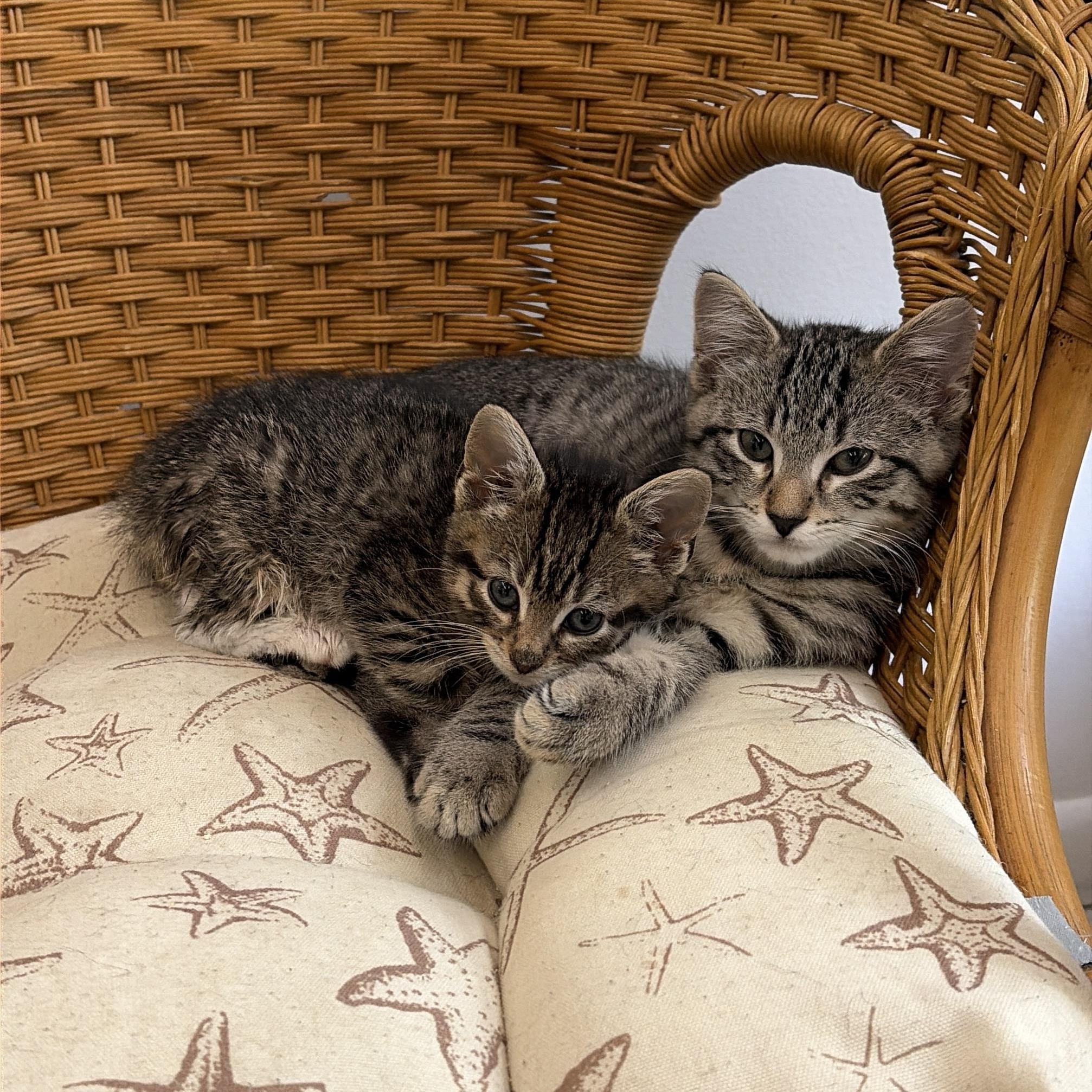 Fruit Pebble, an adopted Domestic Short Hair in AQUEBOGUE, NY image 2/2