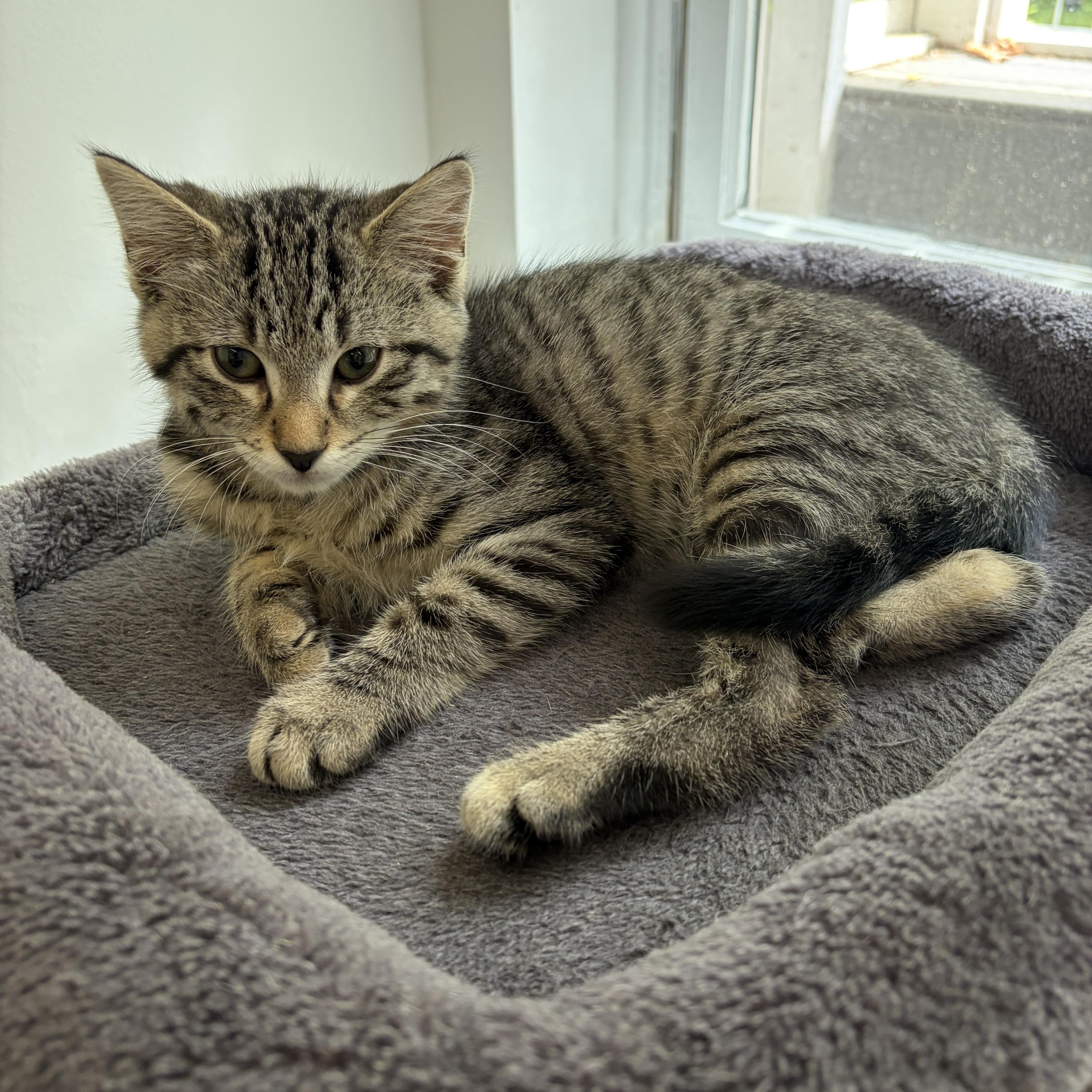 Fruit Pebble, adopted, Kitten Female Domestic Short Hair.