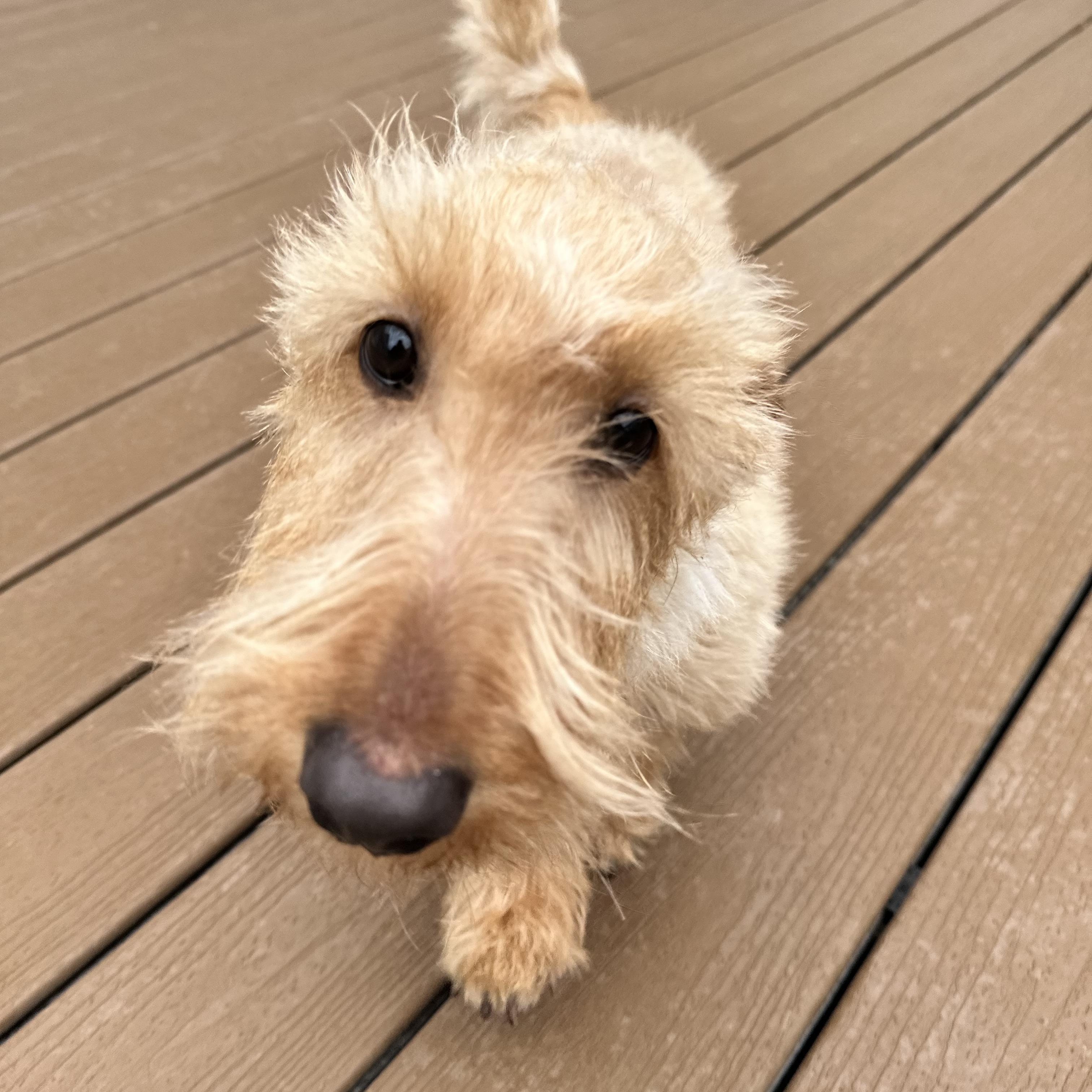 Violet, Adopted, Young Female Scottish Terrier.