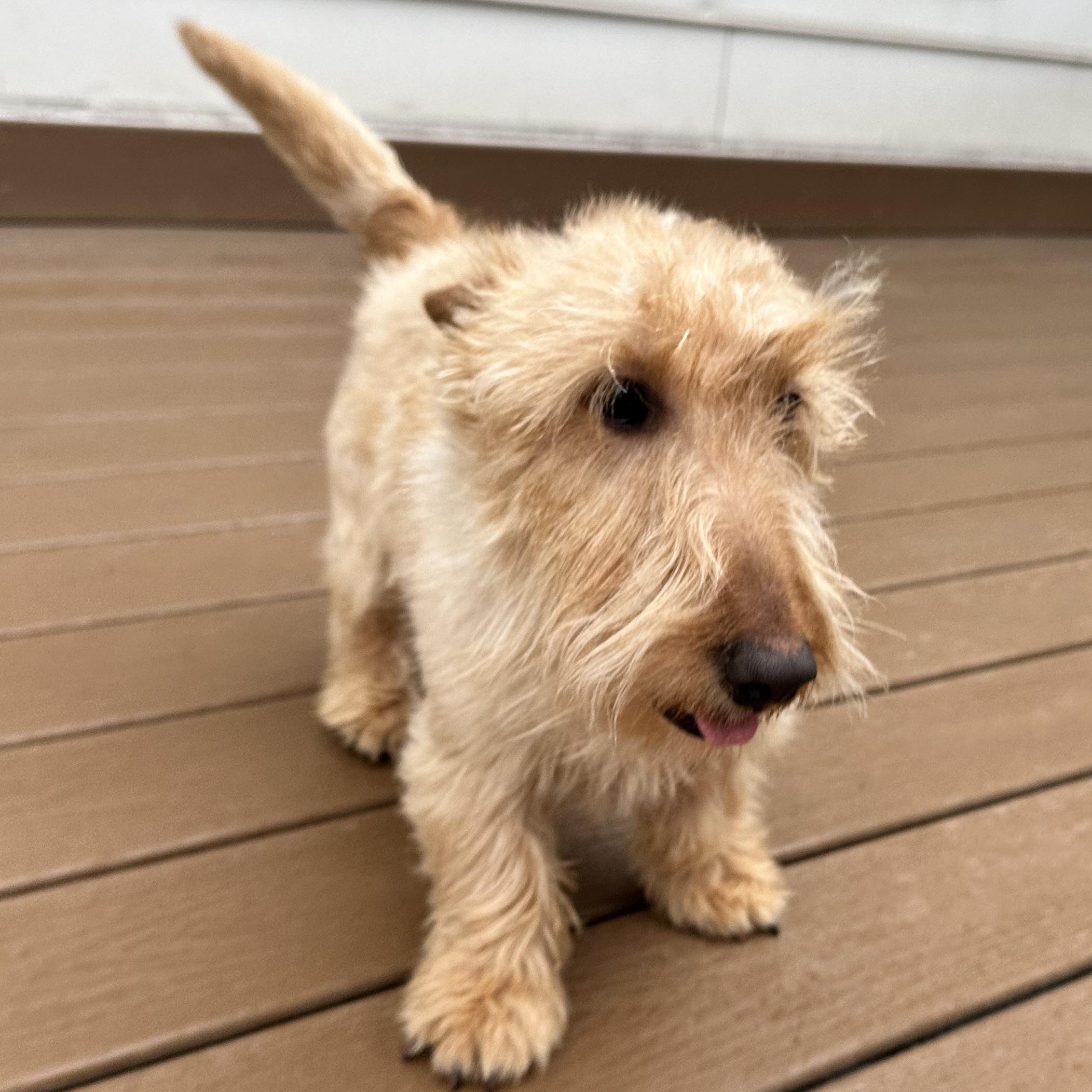 Enlarge Violet, a Adopted Scottish Terrier in Silver Spring, MD image 2/4
