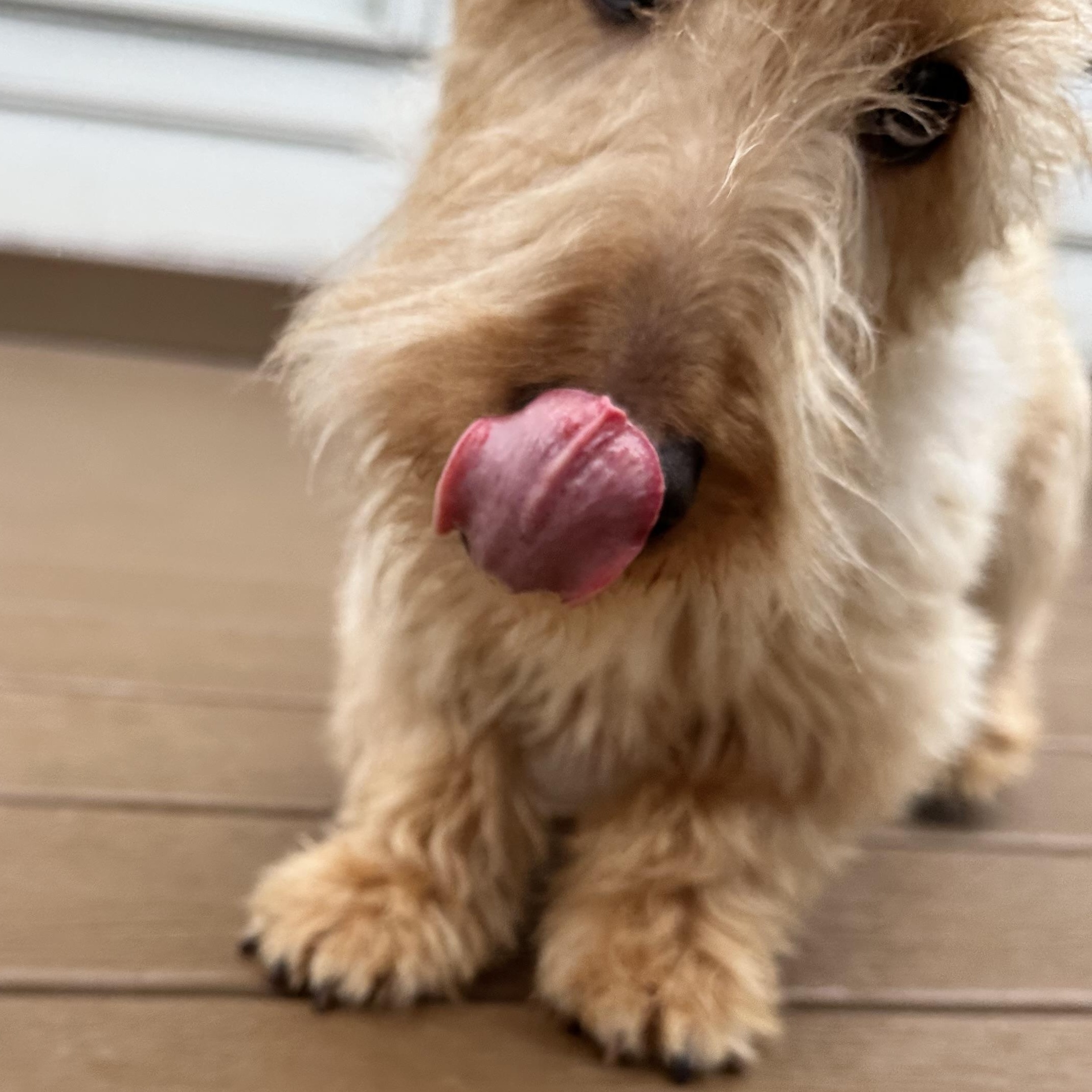 Enlarge Violet, a Adopted Scottish Terrier in Silver Spring, MD image 3/4