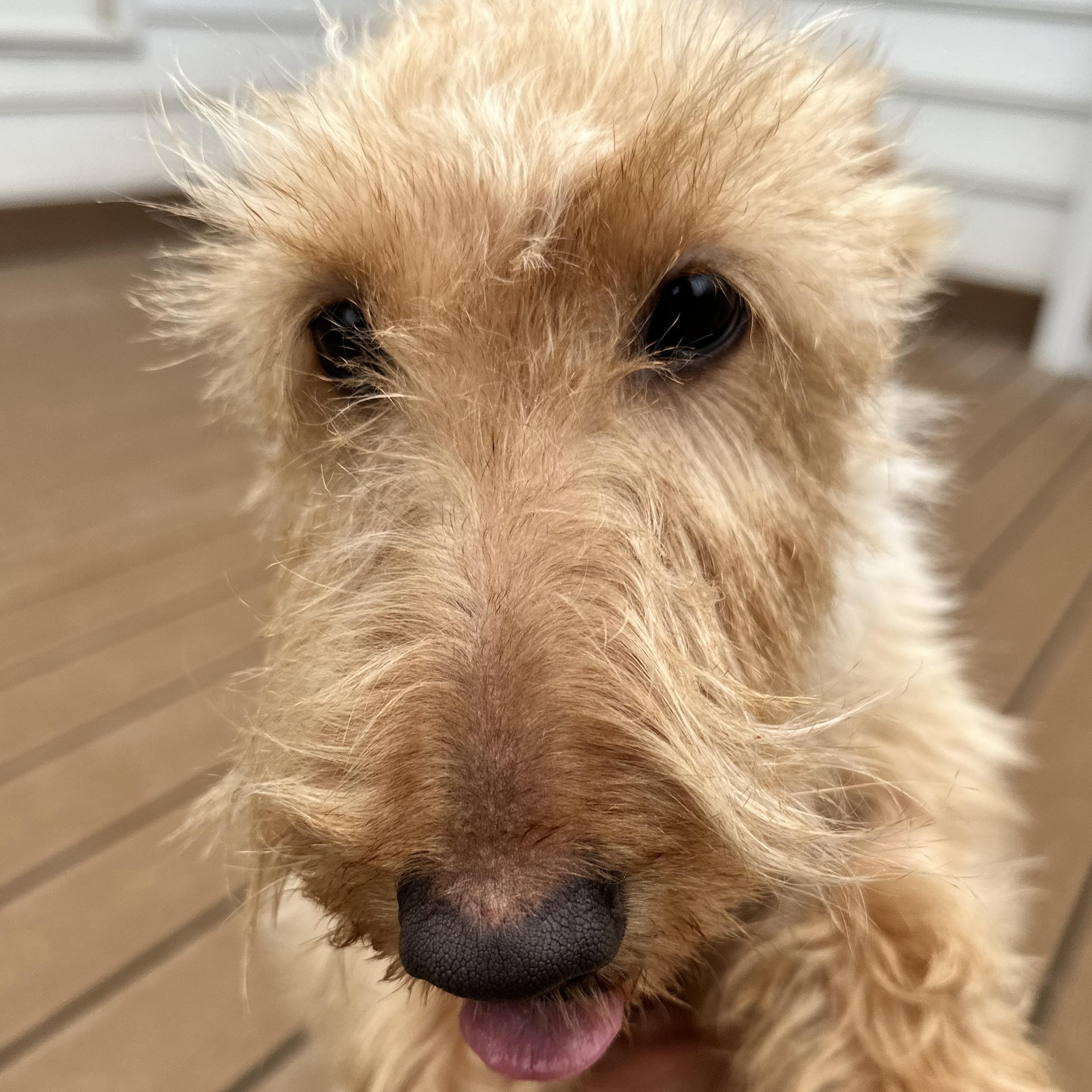 Enlarge Violet, a Adopted Scottish Terrier in Silver Spring, MD image 4/4