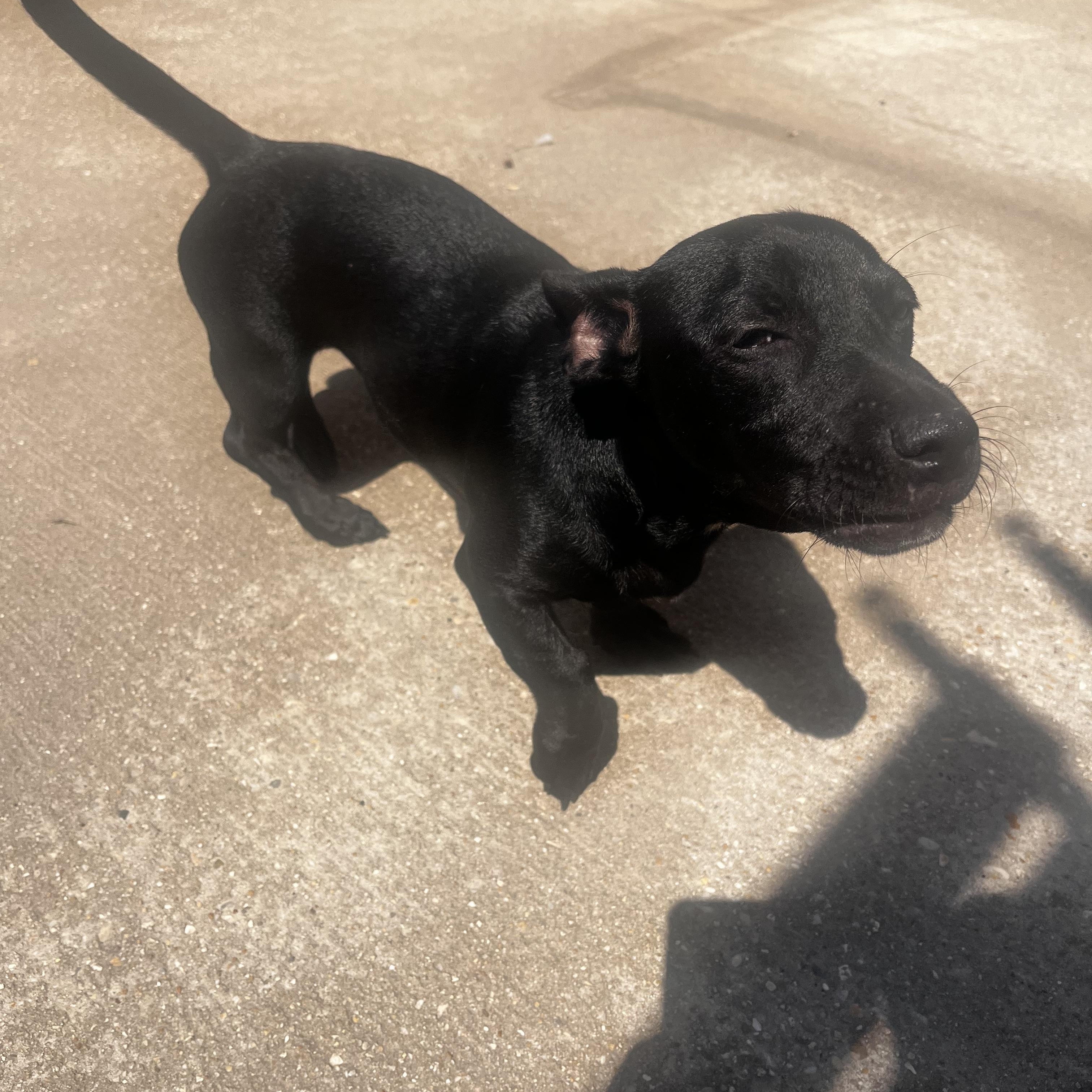 Smokey, Adoptable, Young Male Dachshund.