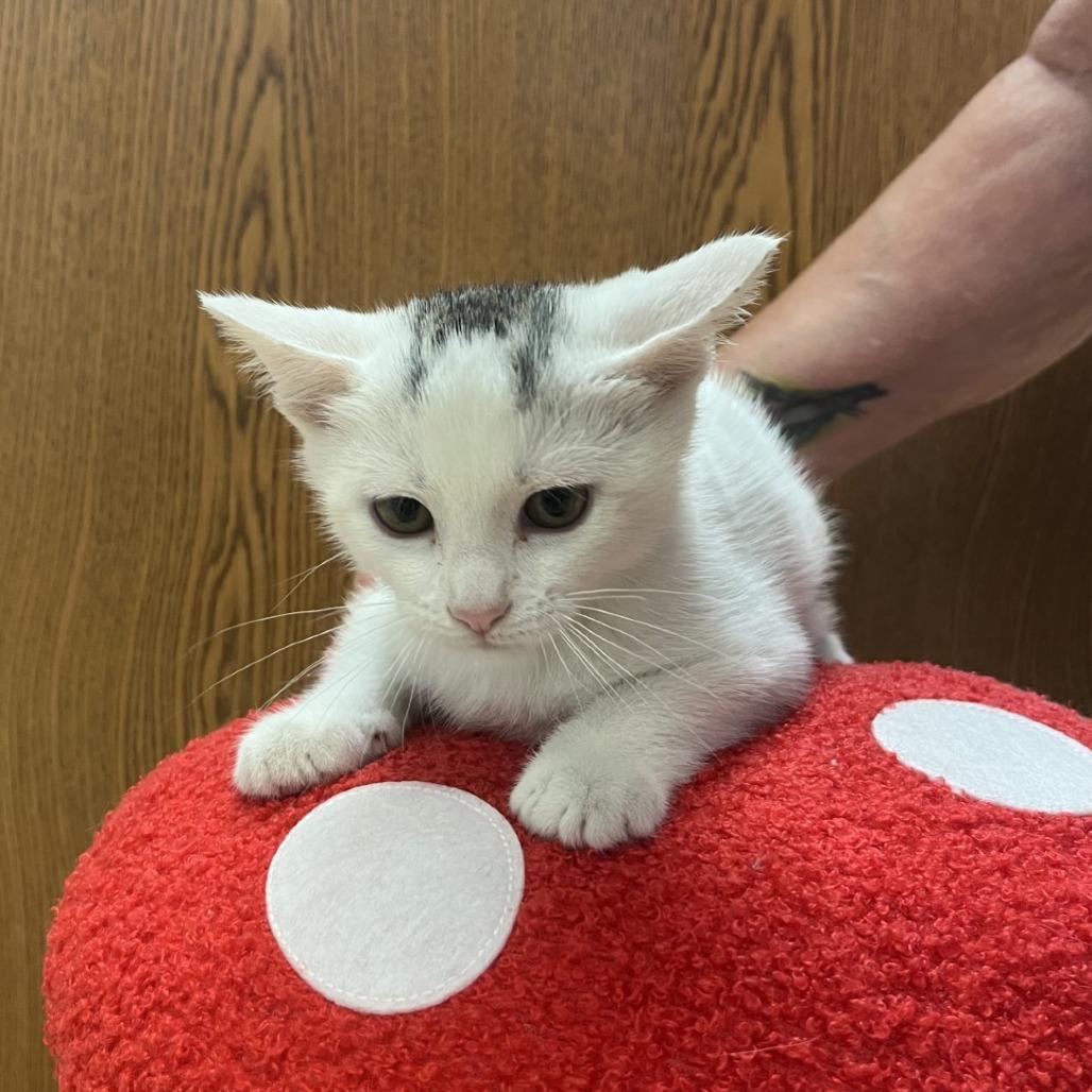 Enlarge Yoshi, a Adoptable Domestic Short Hair in Greensboro, GA image 1/4