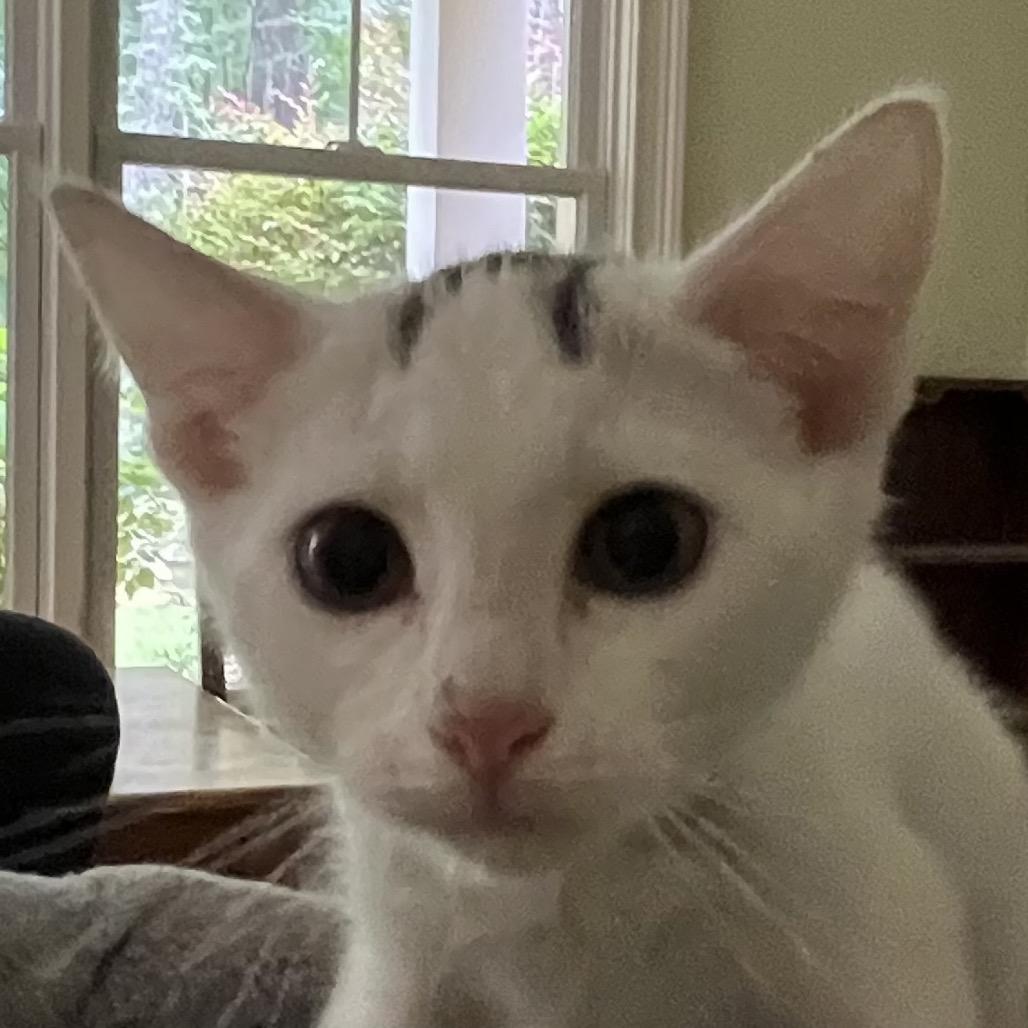 Enlarge Yoshi, a Adoptable Domestic Short Hair in Greensboro, GA image 2/4