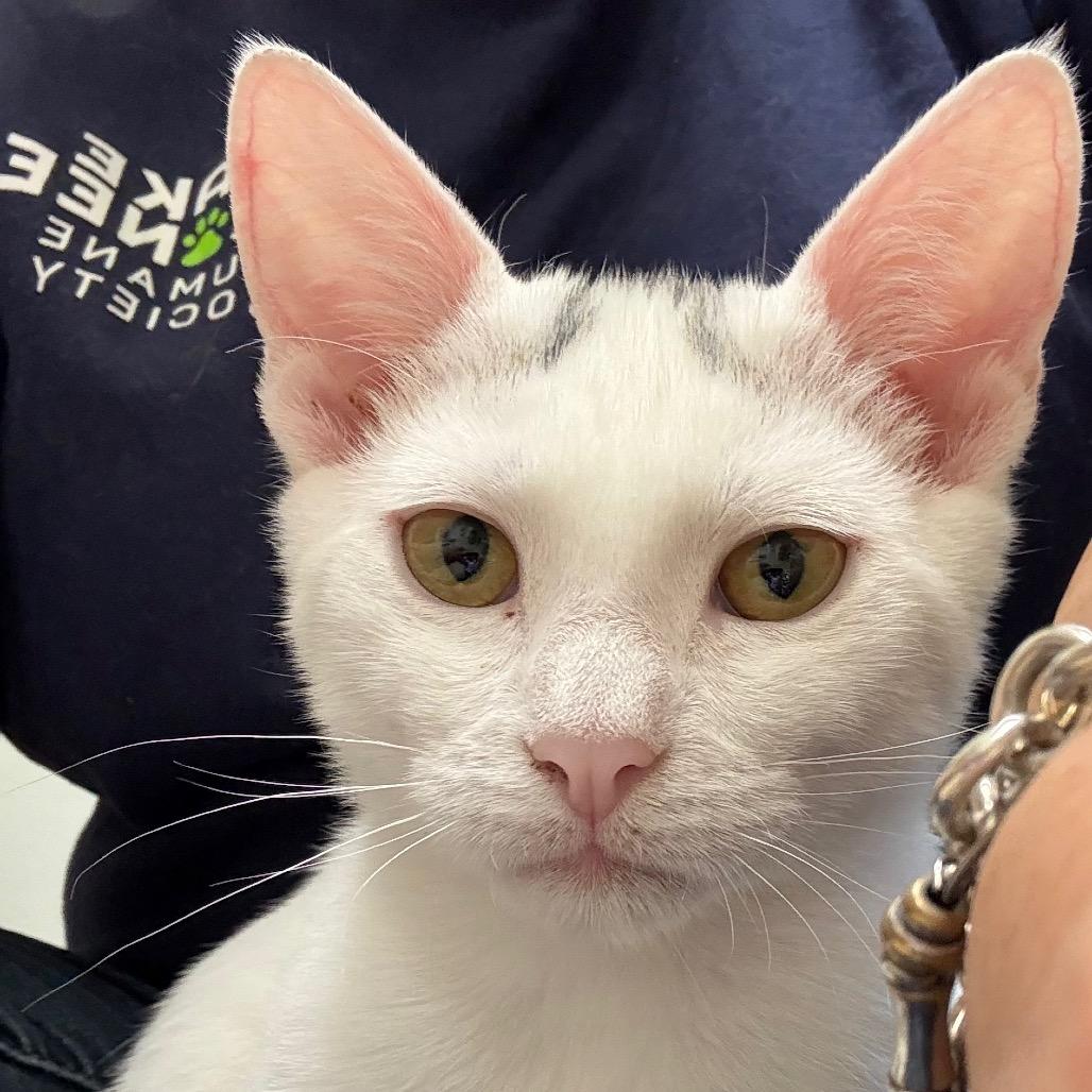 Enlarge Yoshi, a Adoptable Domestic Short Hair in Greensboro, GA image 3/4