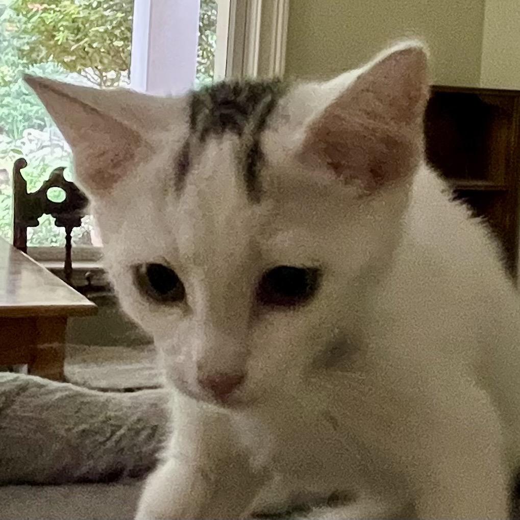 Enlarge Yoshi, a Adoptable Domestic Short Hair in Greensboro, GA image 4/4