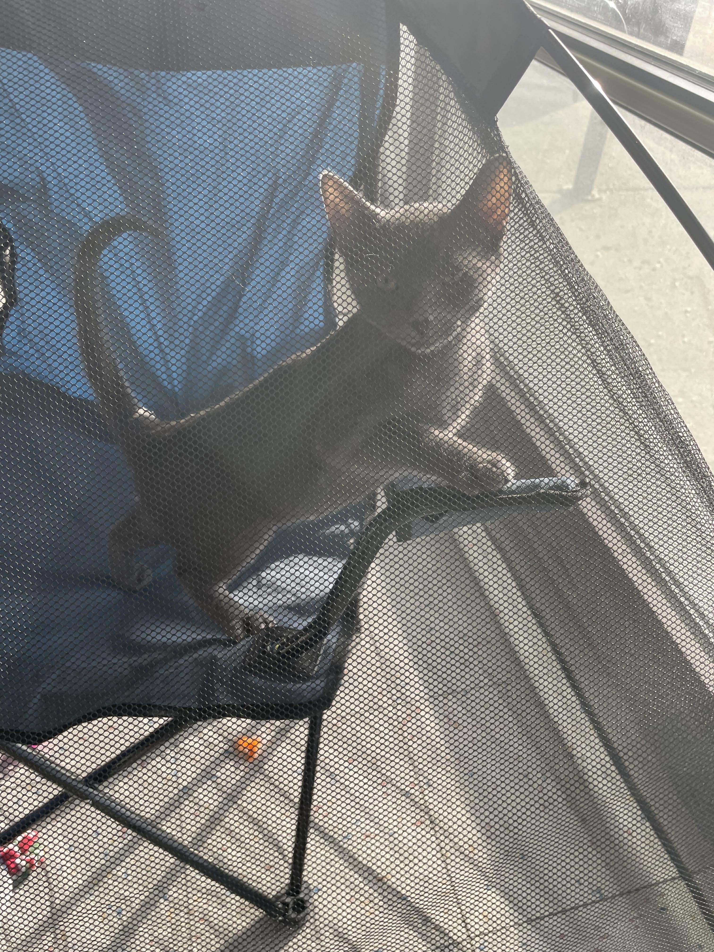 Gourdy, a Adopted mixed breed in Lockport, IL image 1/5