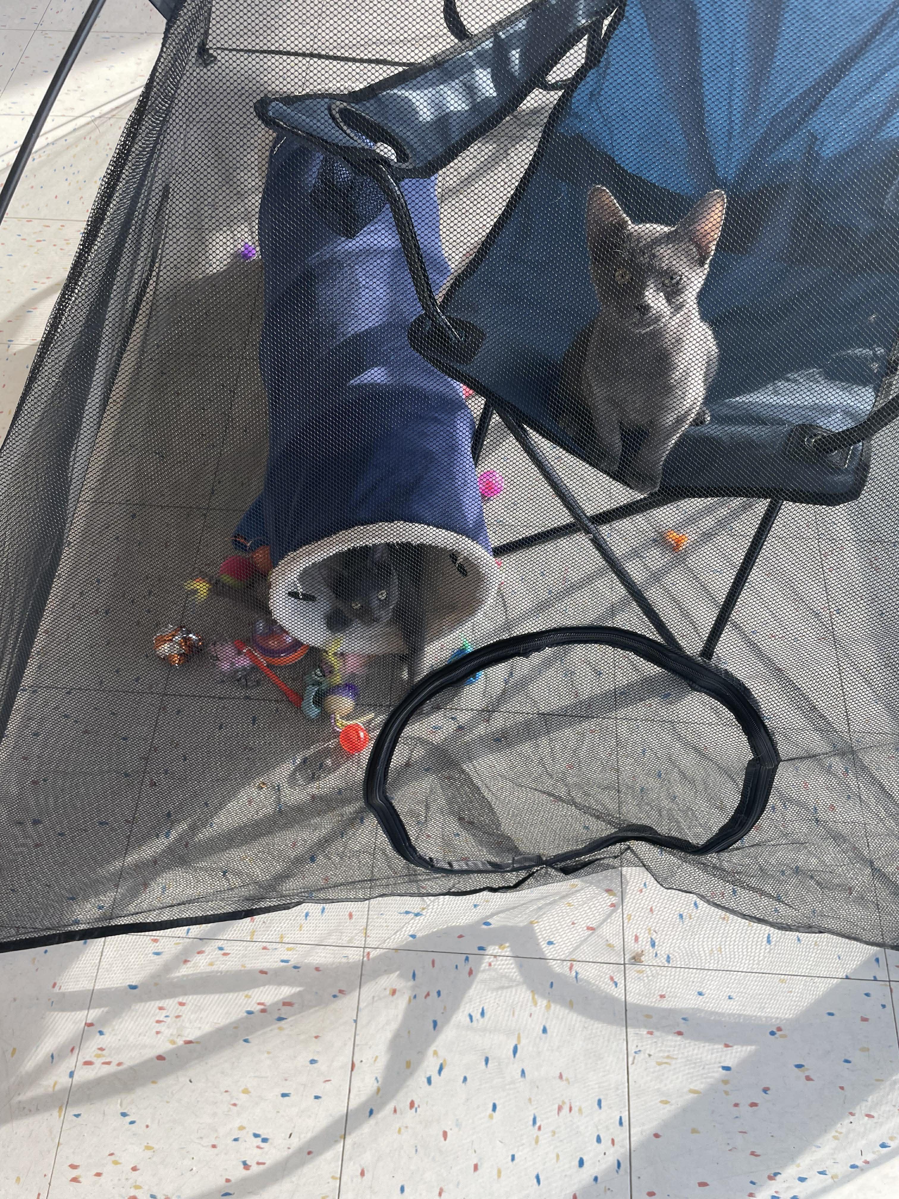 Gourdy, a Adopted mixed breed in Lockport, IL image 3/5