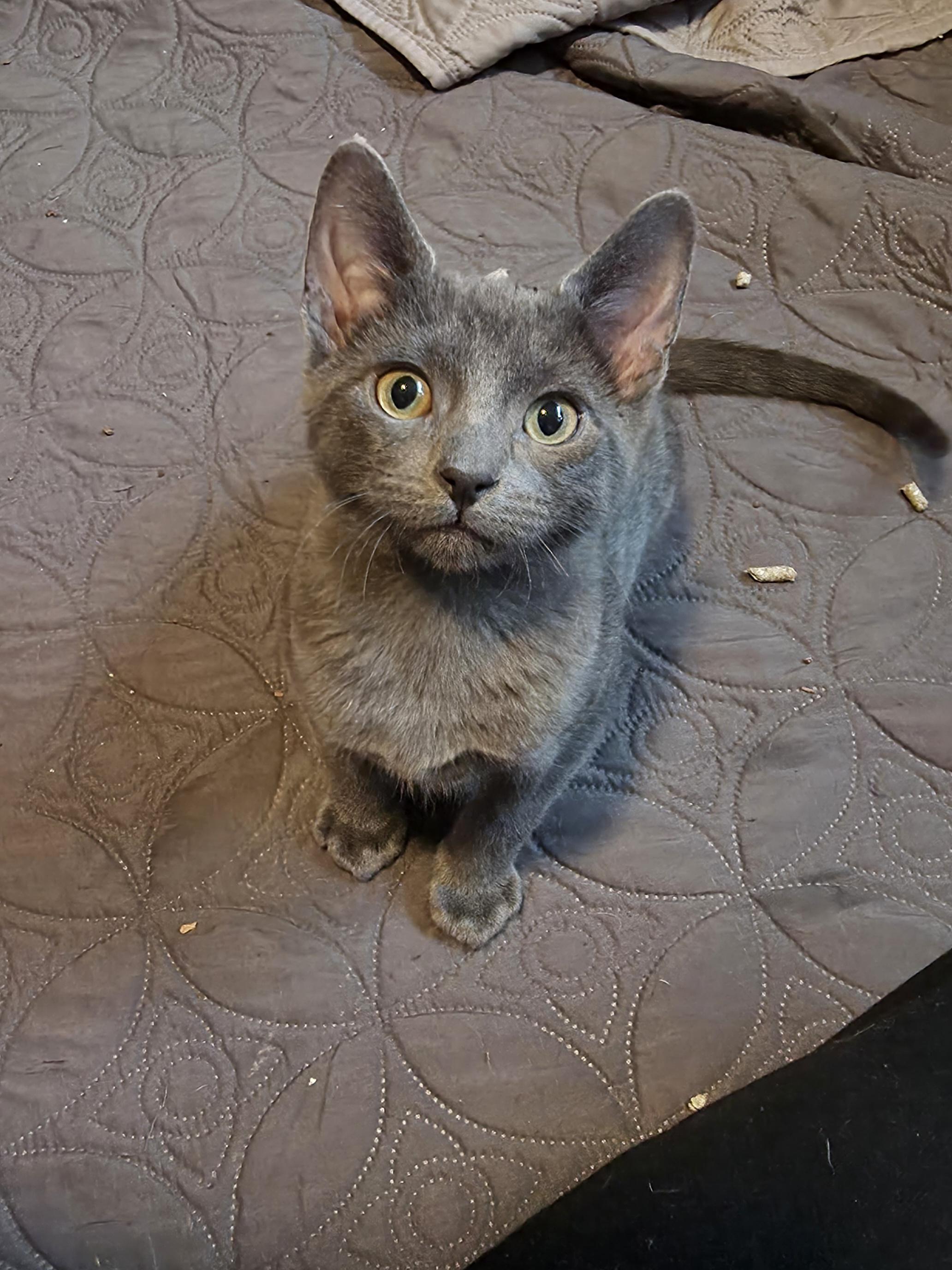 Gourdy, a Adopted mixed breed in Lockport, IL image 4/5