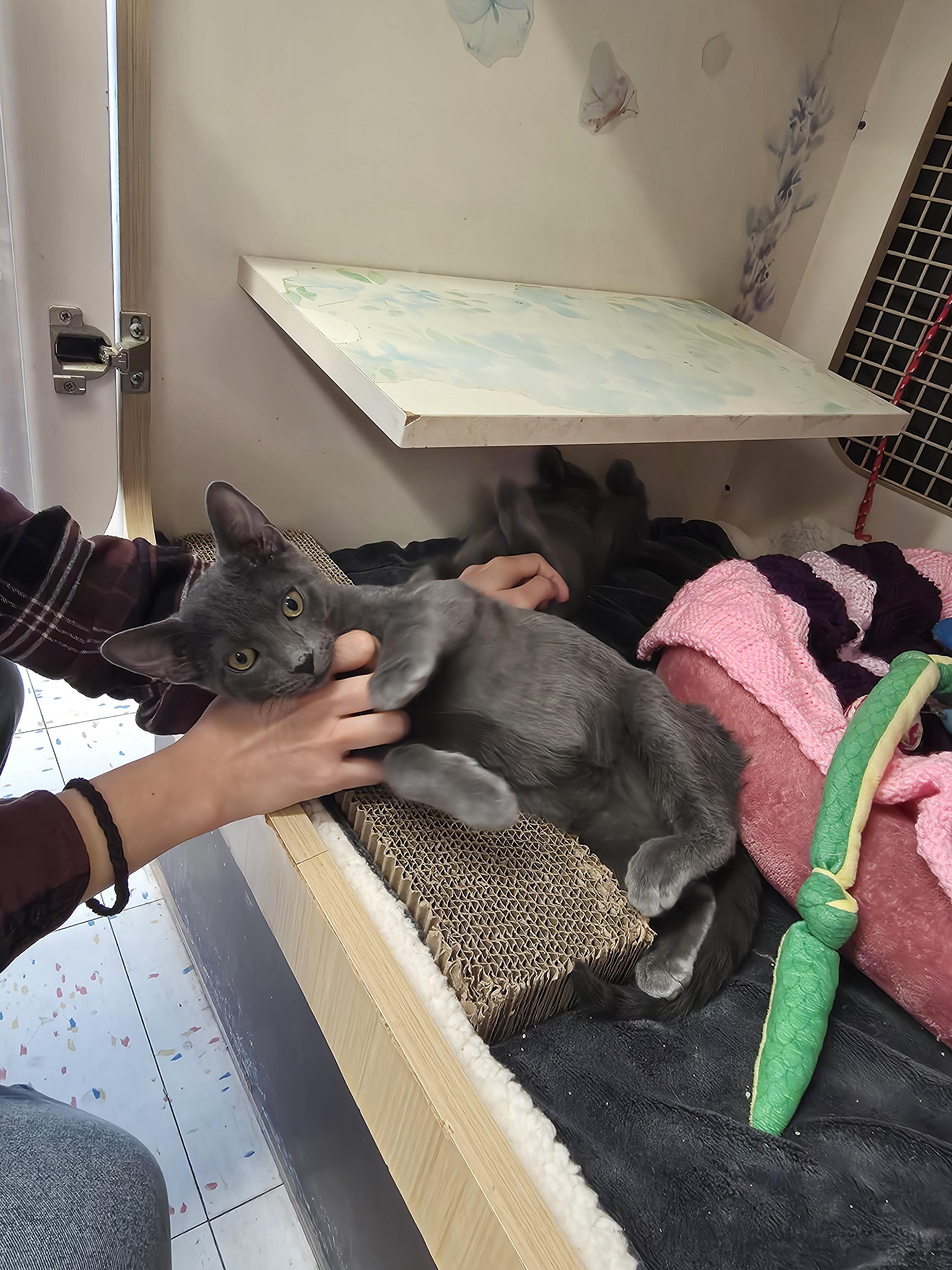 Gourdy, a Adopted mixed breed in Lockport, IL image 5/5