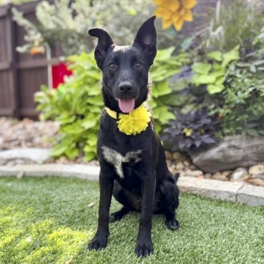 Enlarge Moose, a Adoptable mixed breed in Northampton, MA image 2/5