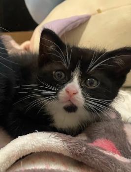 Jasper, a ADOPTABLE Tuxedo in Indianapolis, IN image 4/5