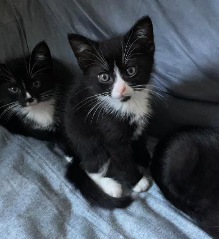 Jasper, a ADOPTABLE Tuxedo in Indianapolis, IN image 3/5