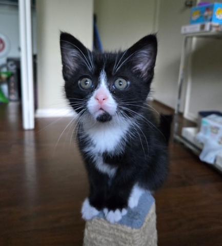 Jasper, a ADOPTABLE Tuxedo in Indianapolis, IN image 1/5