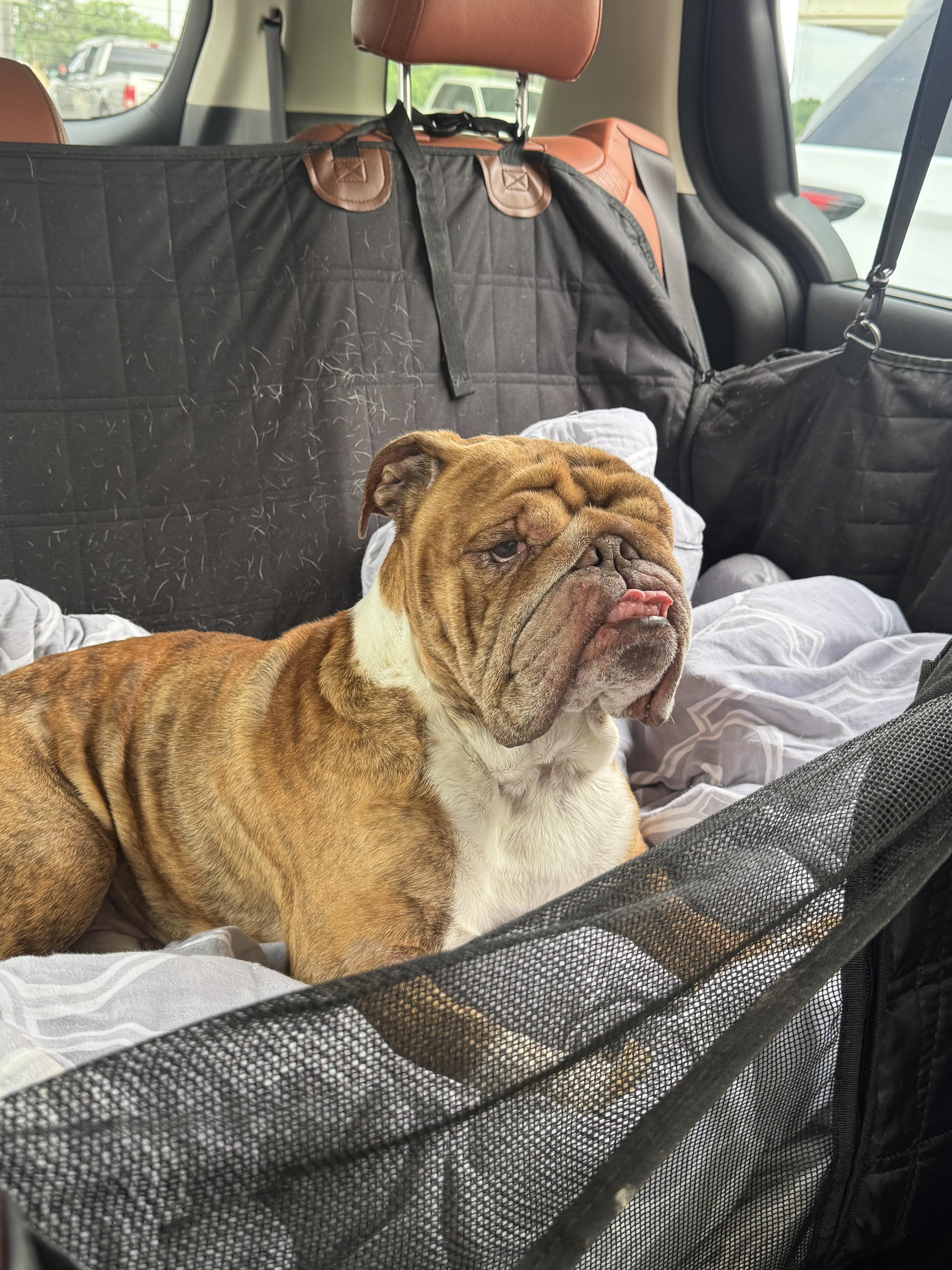 Prince Adam Dumpling, Adoptable, Adult Male English Bulldog.