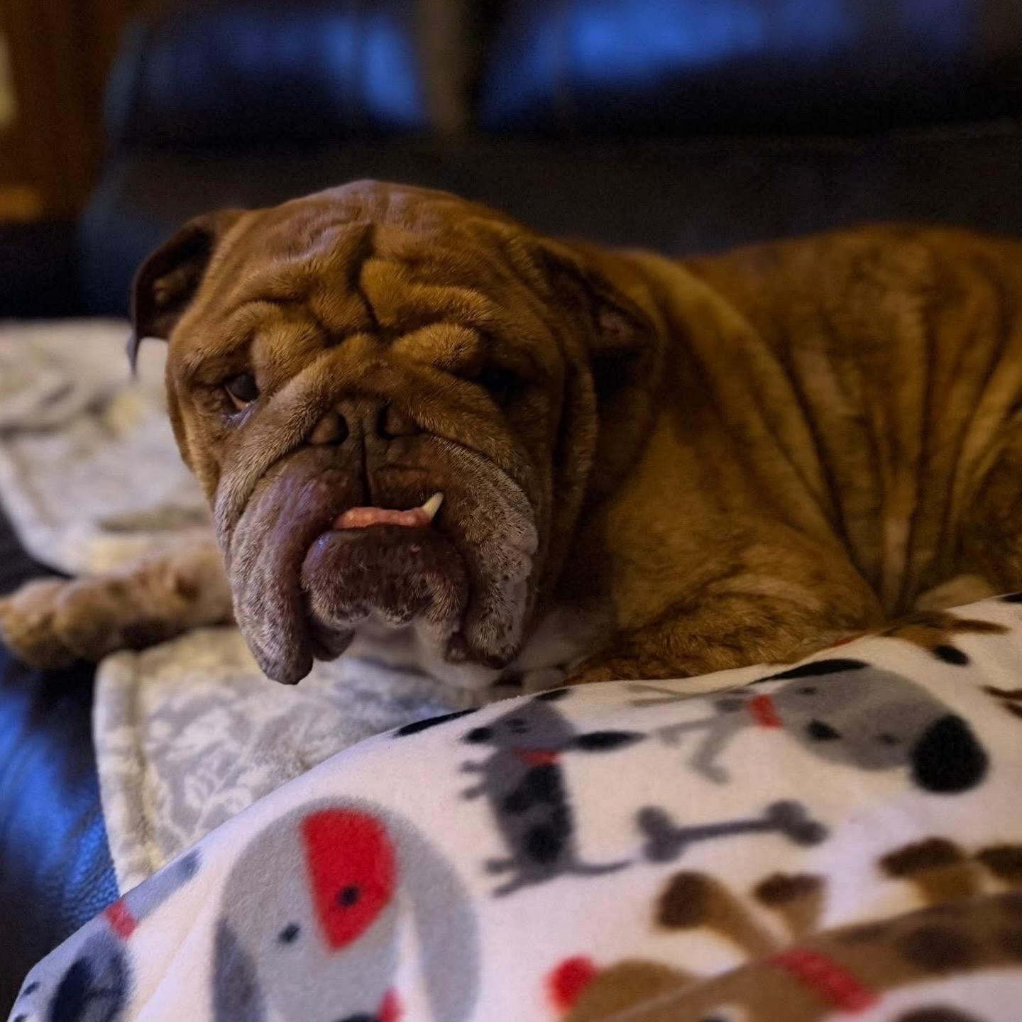 Enlarge Prince Adam Dumpling, a Adoptable English Bulldog in Van Vleck, TX image 2/6