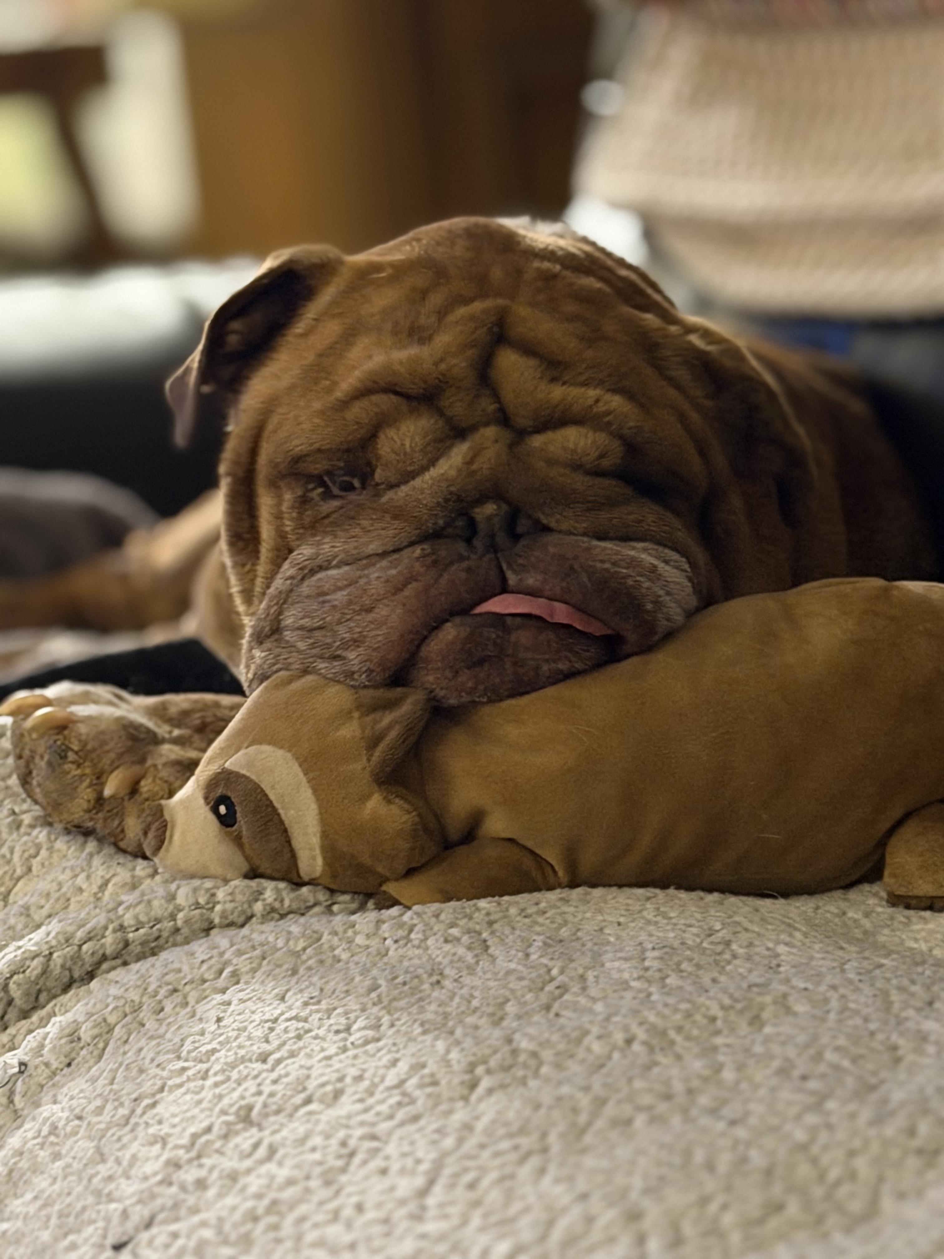 Enlarge Prince Adam Dumpling, a Adoptable English Bulldog in Van Vleck, TX image 4/6