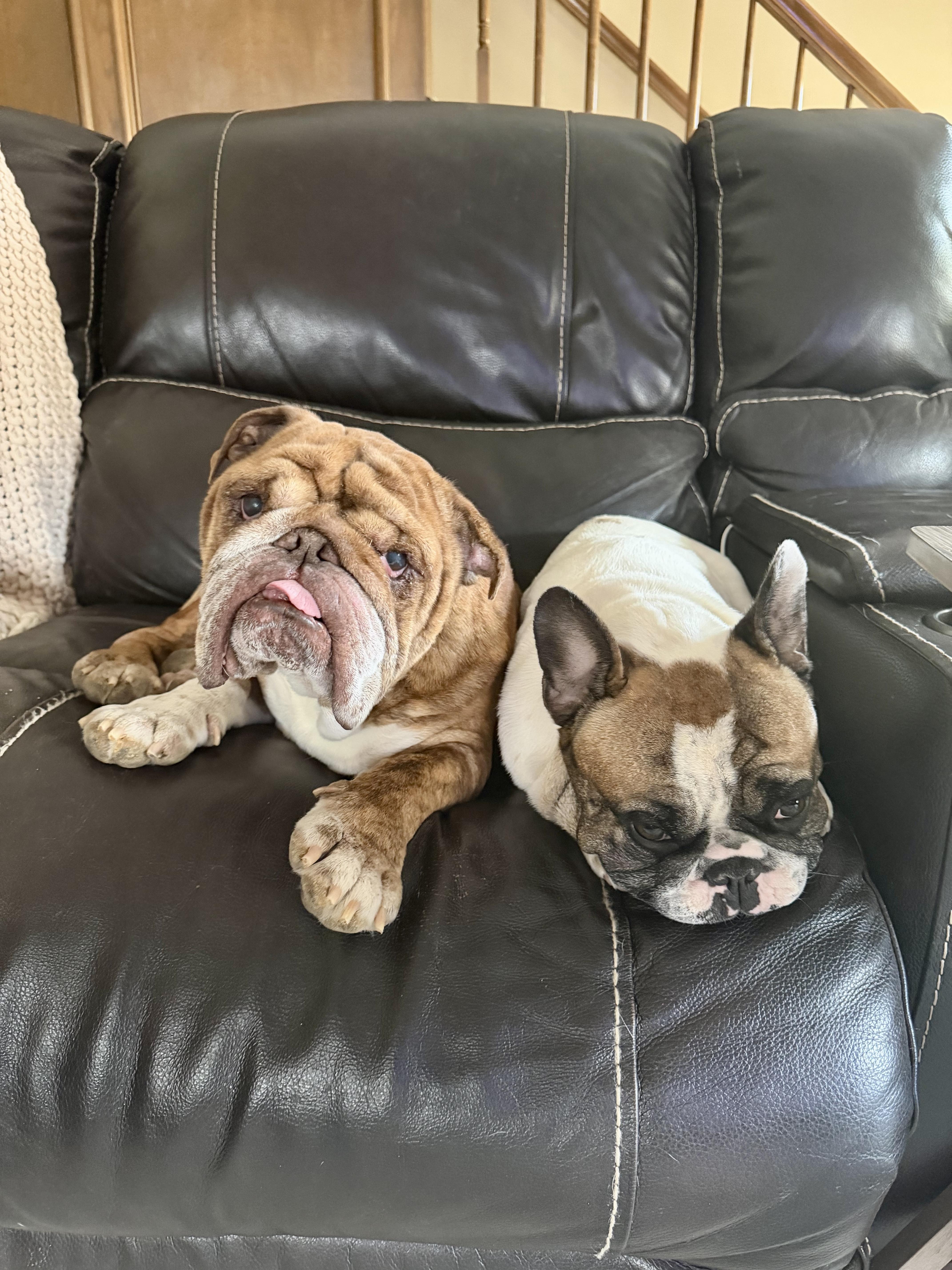 Enlarge Prince Adam Dumpling, a Adoptable English Bulldog in Van Vleck, TX image 5/6