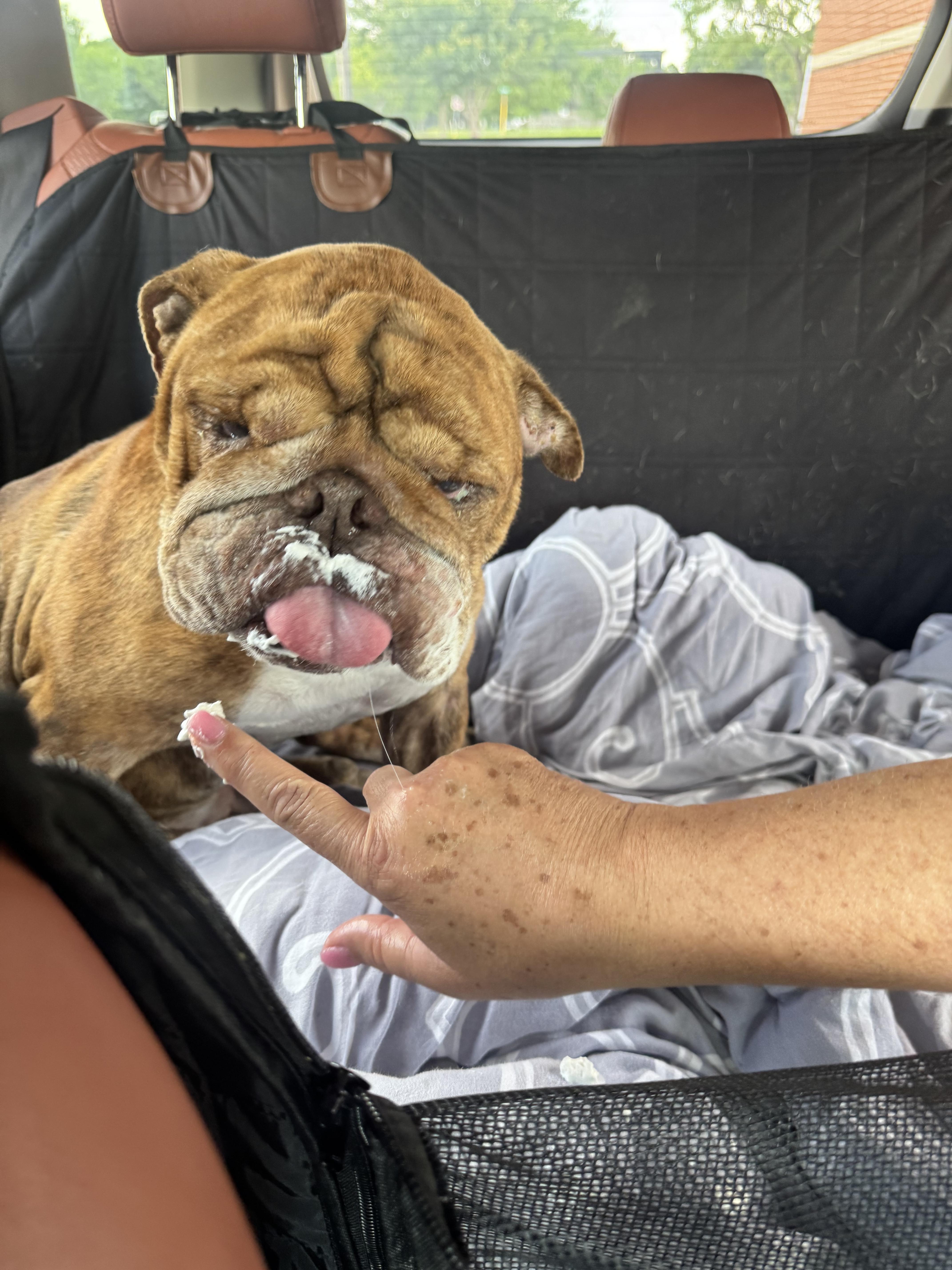Enlarge Prince Adam Dumpling, a Adoptable English Bulldog in Van Vleck, TX image 6/6