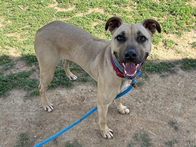 Enlarge NIKE, a Adoptable mixed breed in Ojai, CA image 1/1