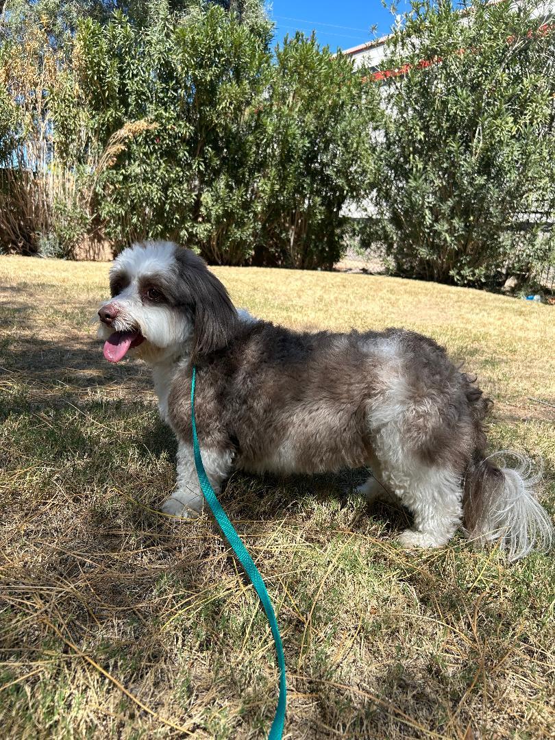 Enlarge Riley , a ADOPTABLE mixed breed in Glendale, AZ image 4/4