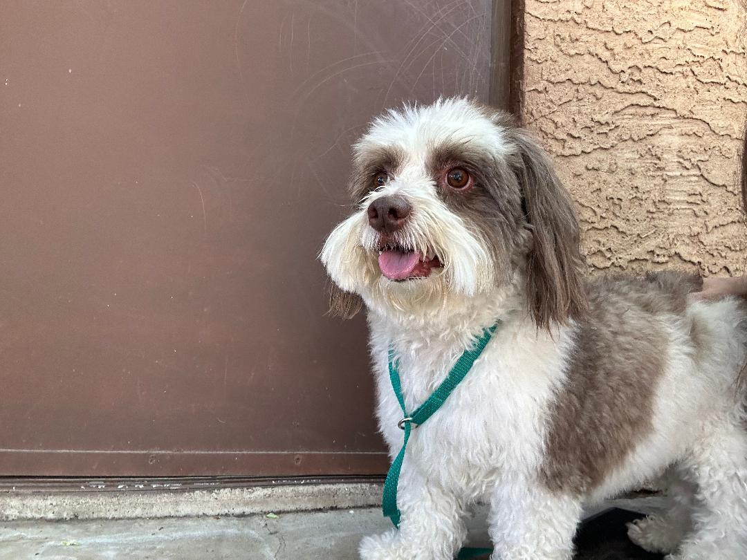 Enlarge Riley , a ADOPTABLE mixed breed in Glendale, AZ image 2/4