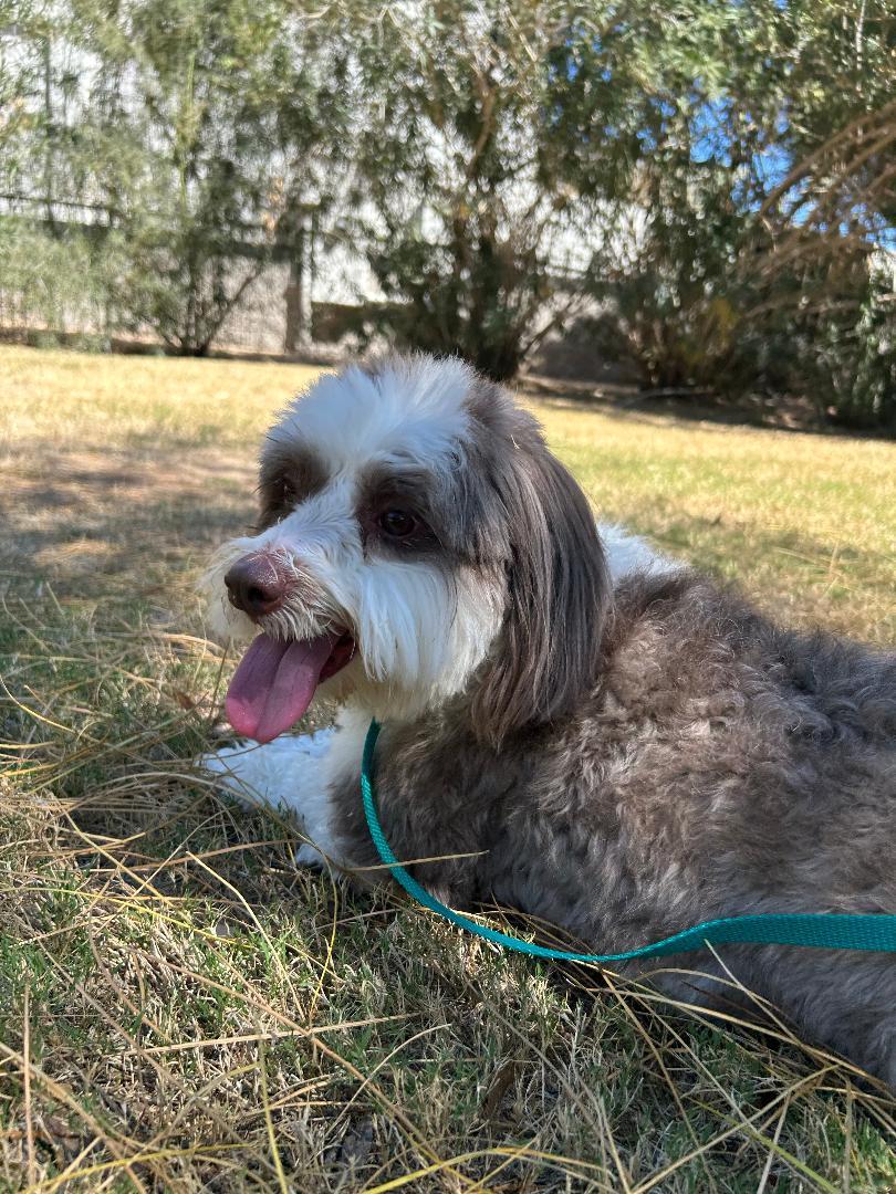 Enlarge Riley , a ADOPTABLE mixed breed in Glendale, AZ image 3/4