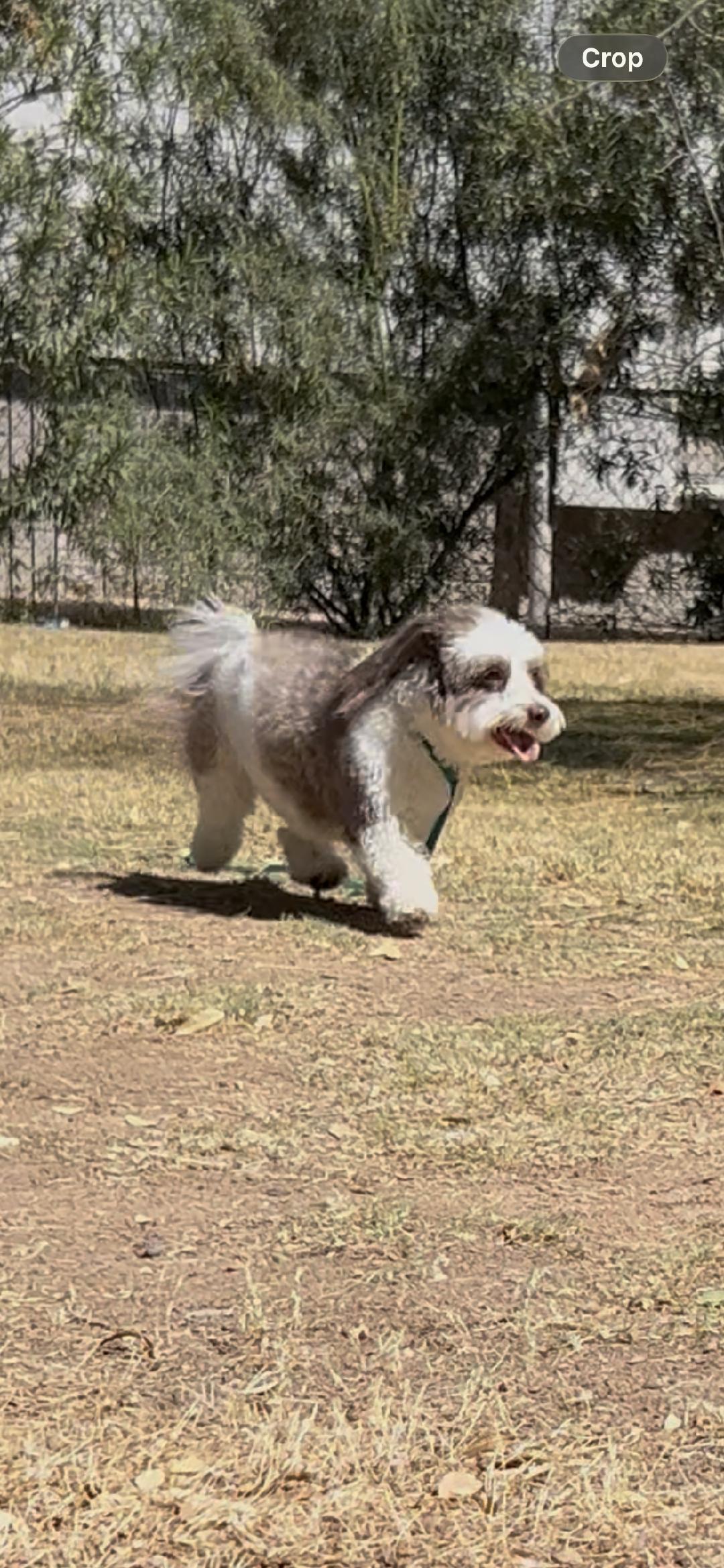 Enlarge Riley , a ADOPTABLE mixed breed in Glendale, AZ image 1/4