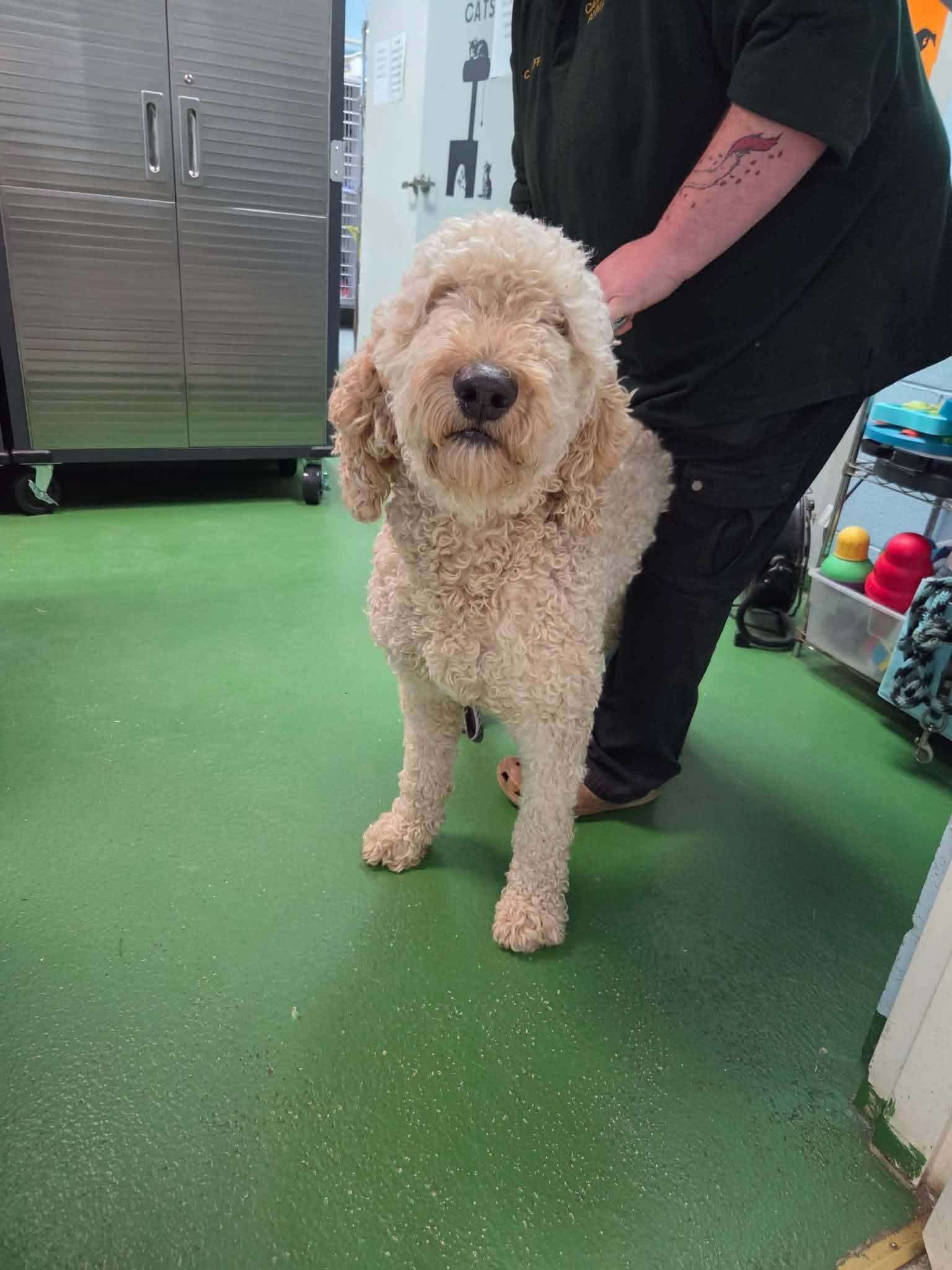 Teddy: At shelter, Adoptable, Adult Male Standard Poodle & Golden Retriever.