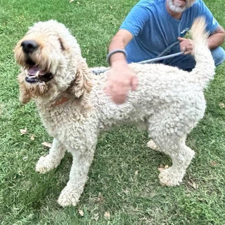 Enlarge Teddy: At shelter, a Adoptable mixed breed in Rustburg, VA image 2/3