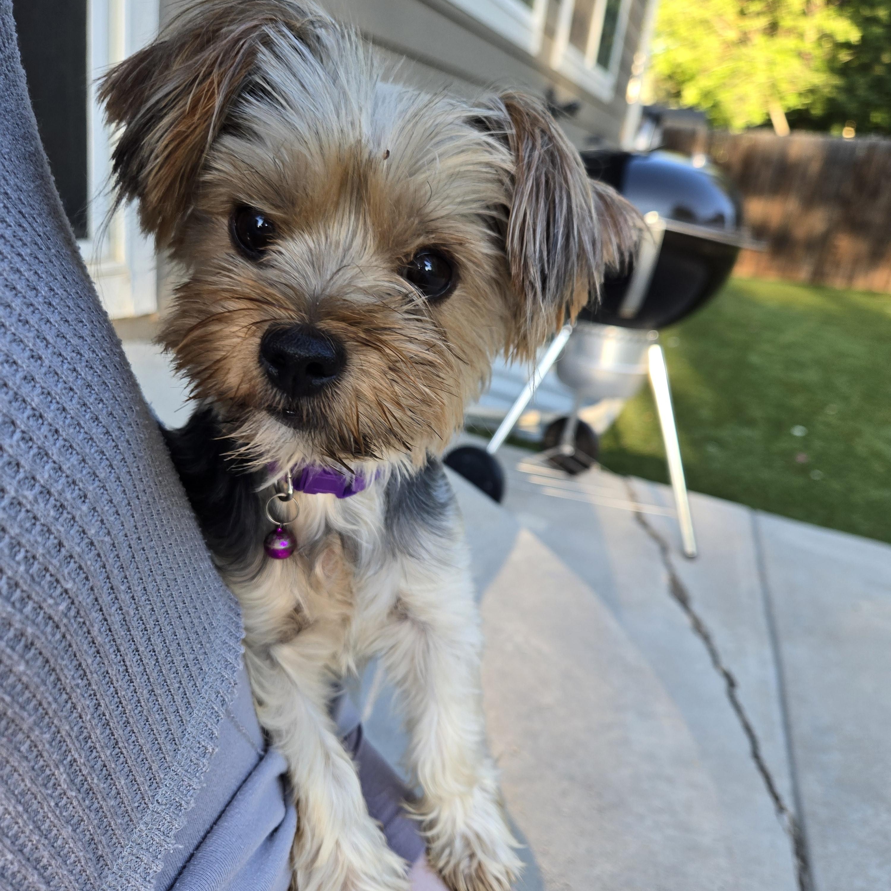 Enlarge Lou lou, a Adopted Yorkshire Terrier in Thornton, CO image 1/2