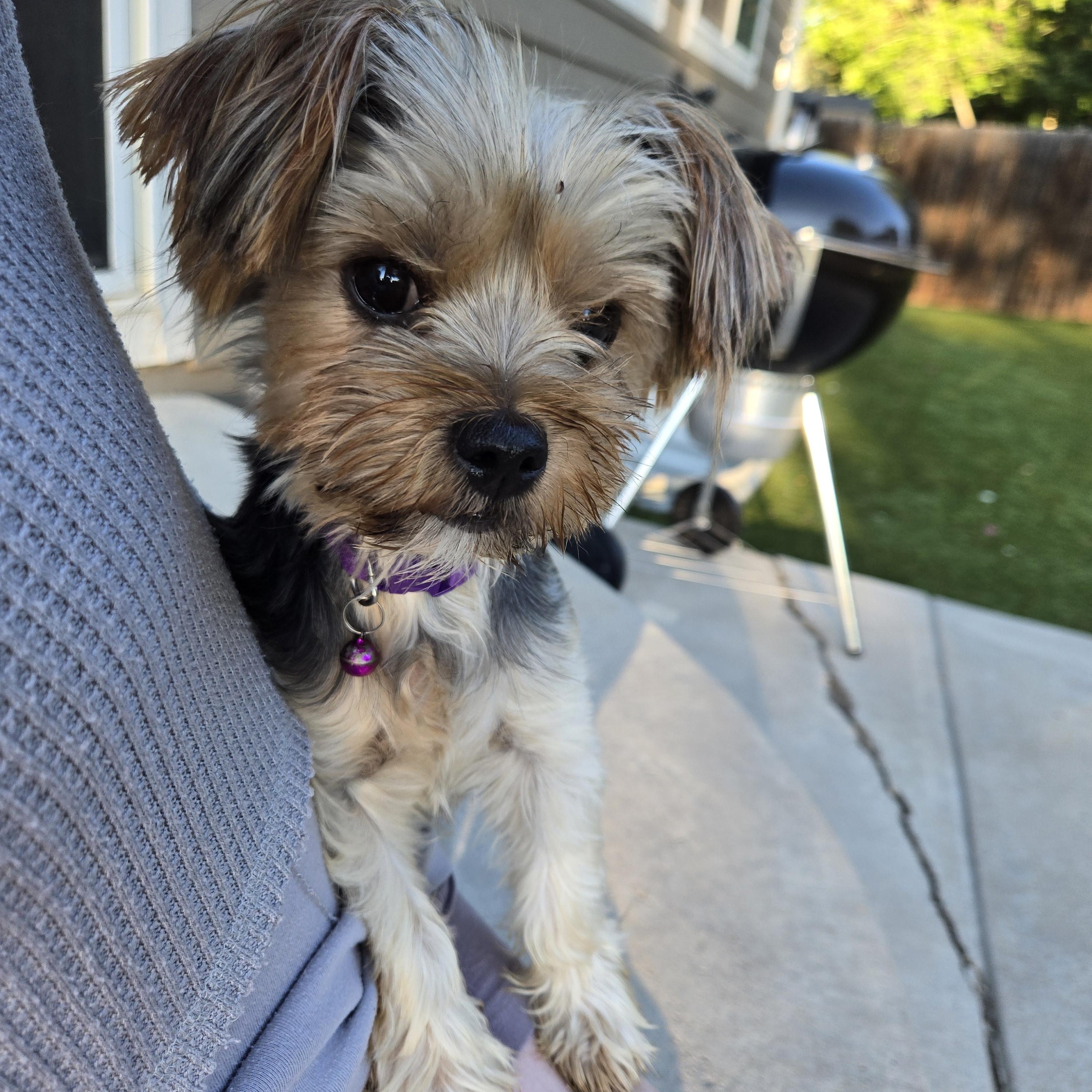 Enlarge Lou lou, a Adopted Yorkshire Terrier in Thornton, CO image 2/2