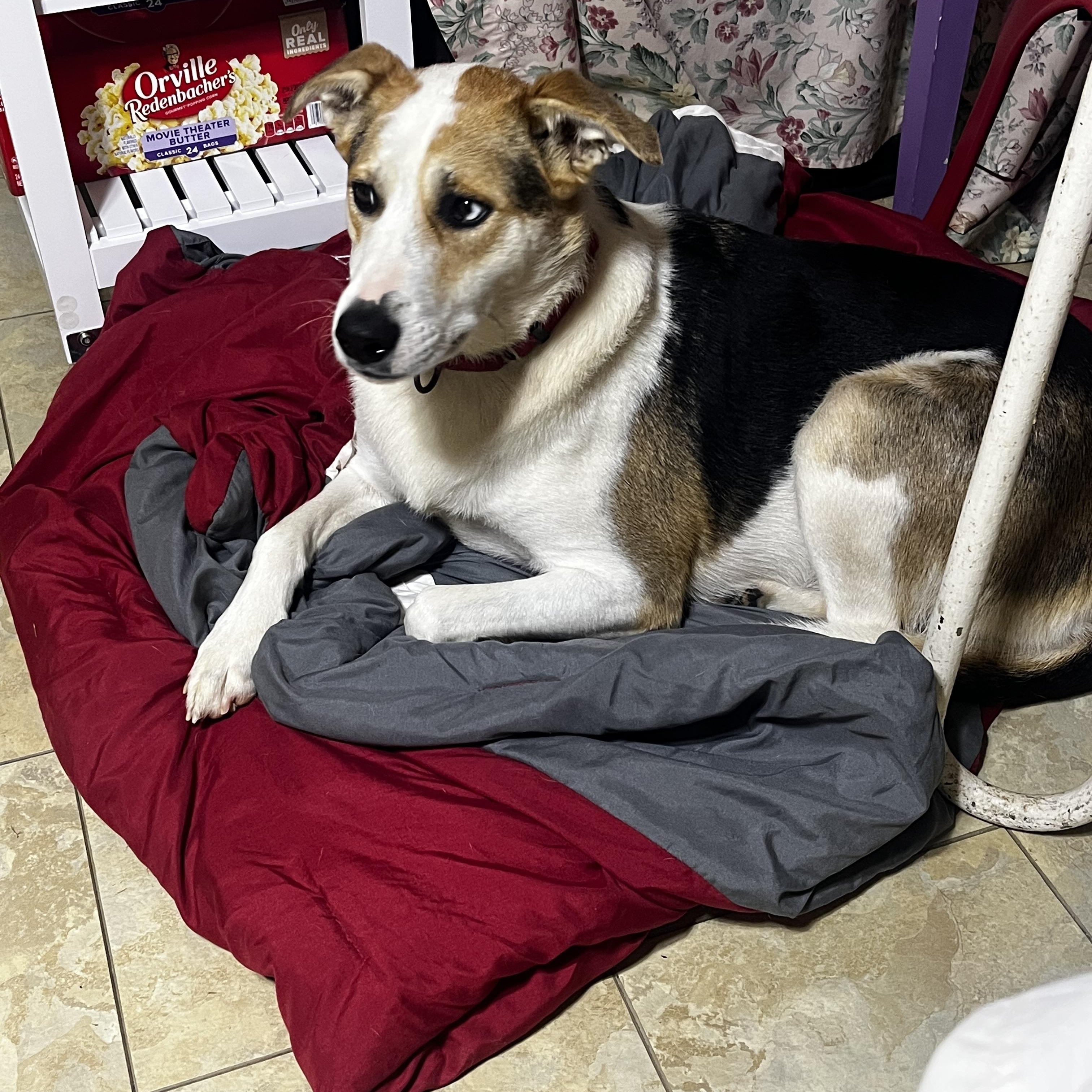 Maggie Mae, Adoptable, Adult Female German Shepherd Dog.